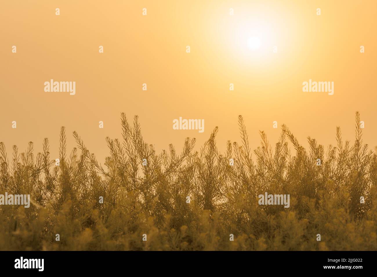 rising sun on clear golden gradient sky wtih green grass in blurry ...