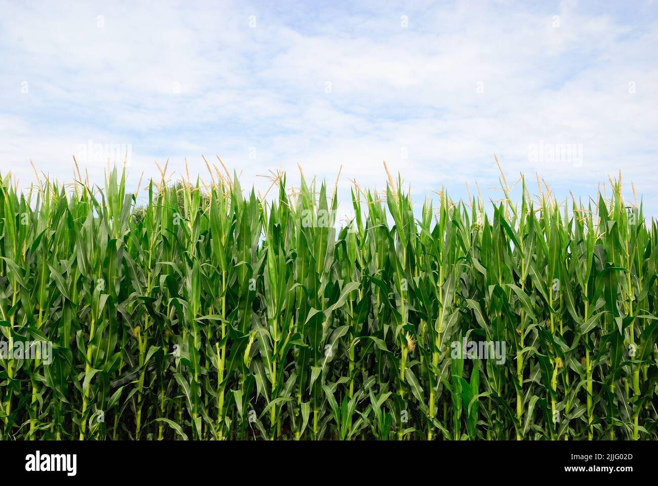 Corn field in the Venetian countryside Stock Photo