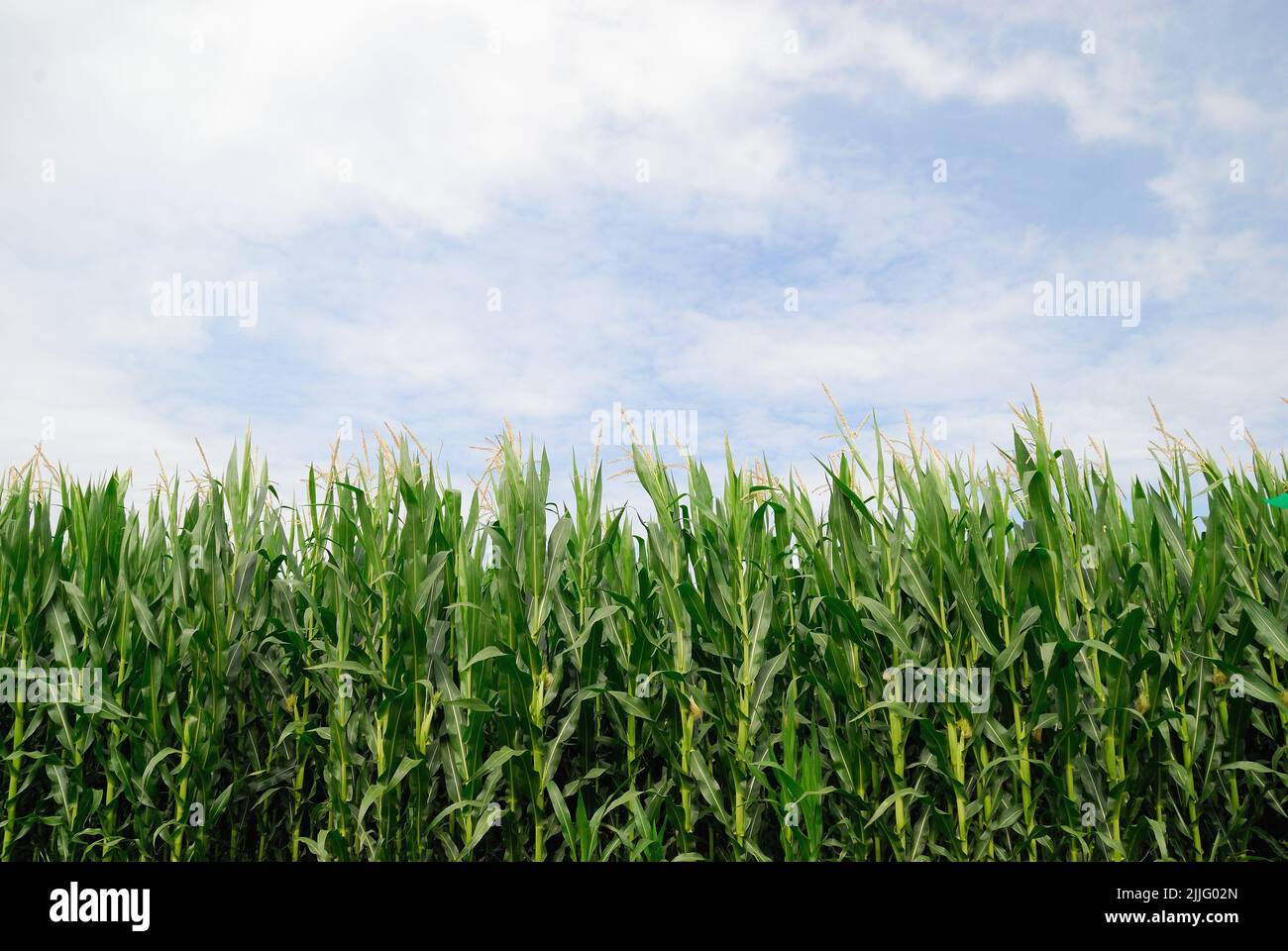 Corn field in the Venetian countryside Stock Photo