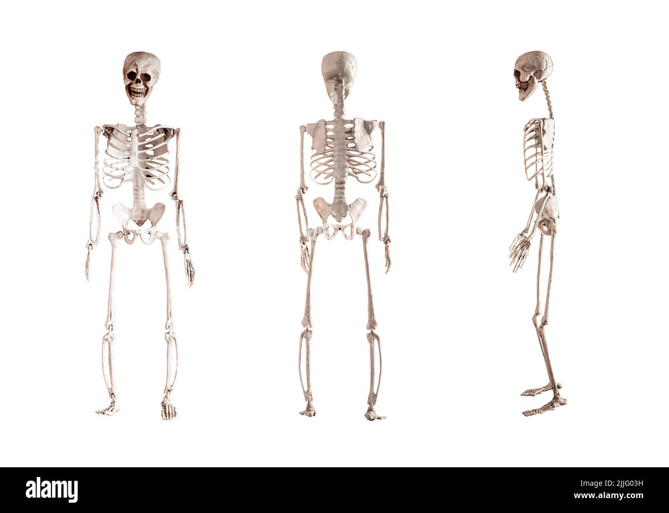 Human skeleton model isolated on white background. Front, back, side views. Anatomy or Halloween holiday concept. High quality photo Stock Photo