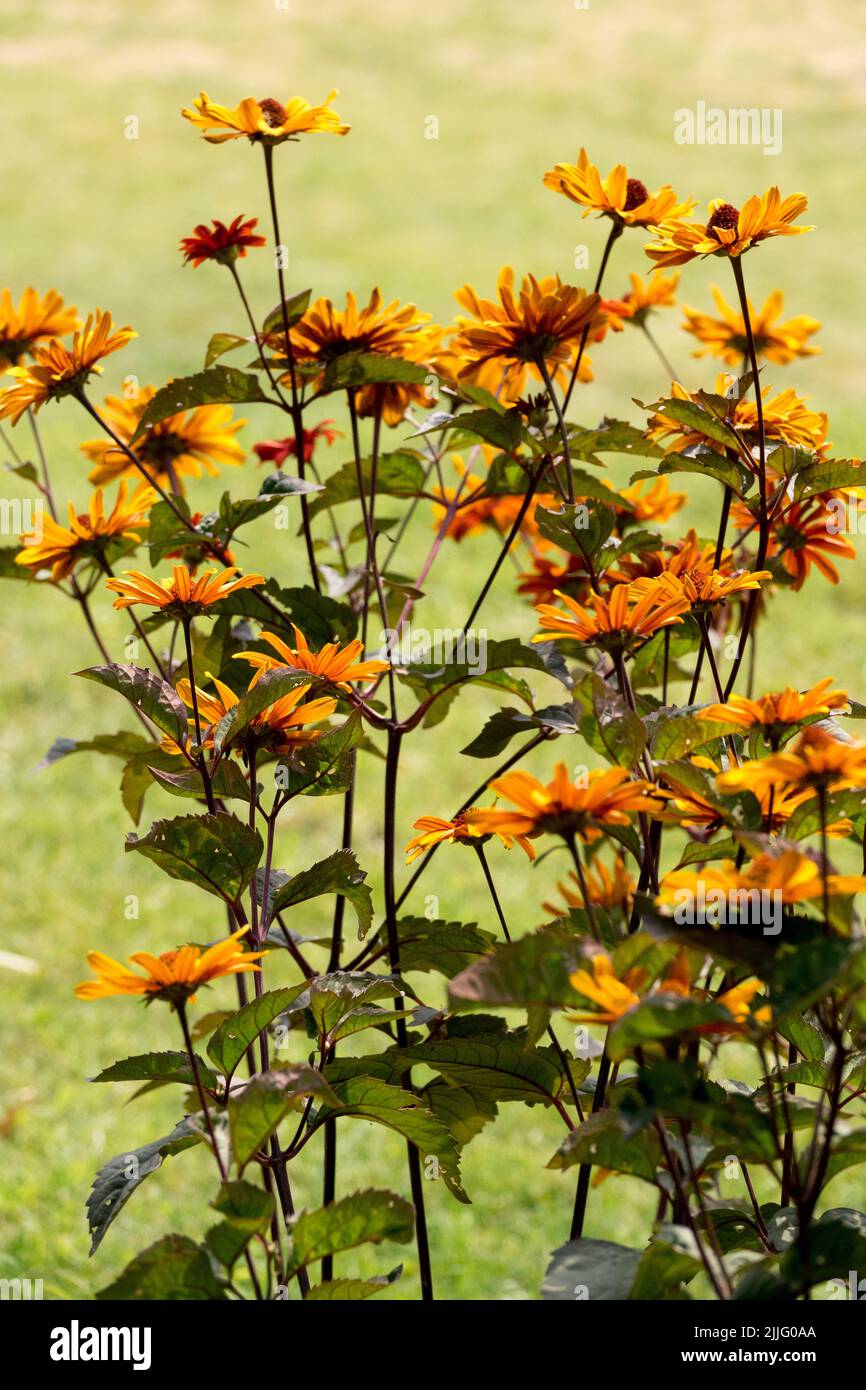 Hardy, Heliopsis, Herbaceous, July, Flowering, Plants, Heliopsis helianthoides, Scabra 'Bleeding Hearts', False sunflower, Perennials plants Stock Photo