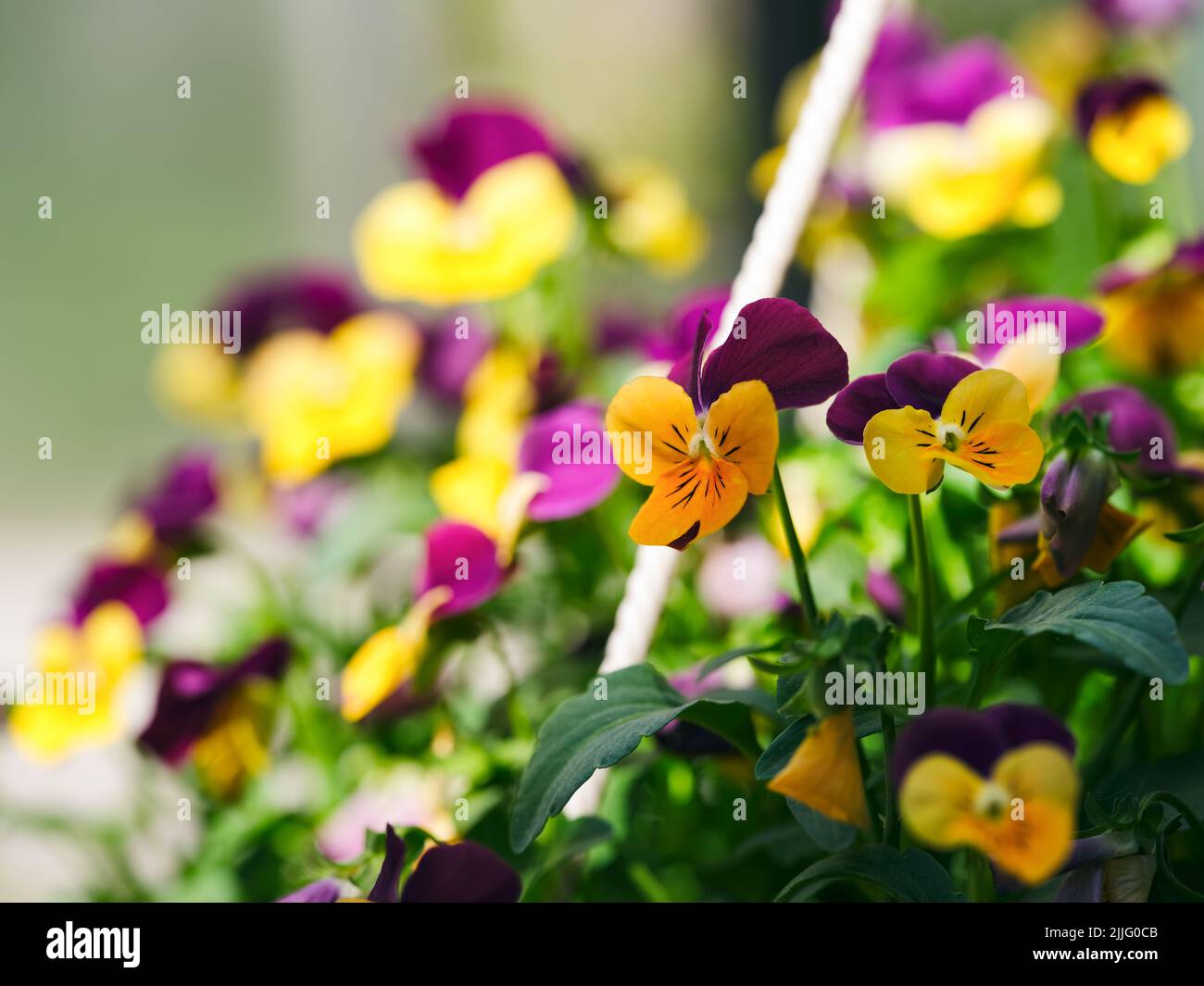 A close-up shot of yellow and violet pansies Stock Photo
