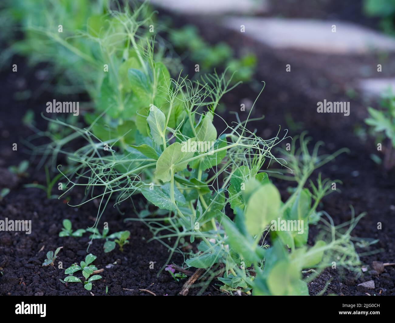 Young green pea plants growing in a vegetable garden Stock Photo