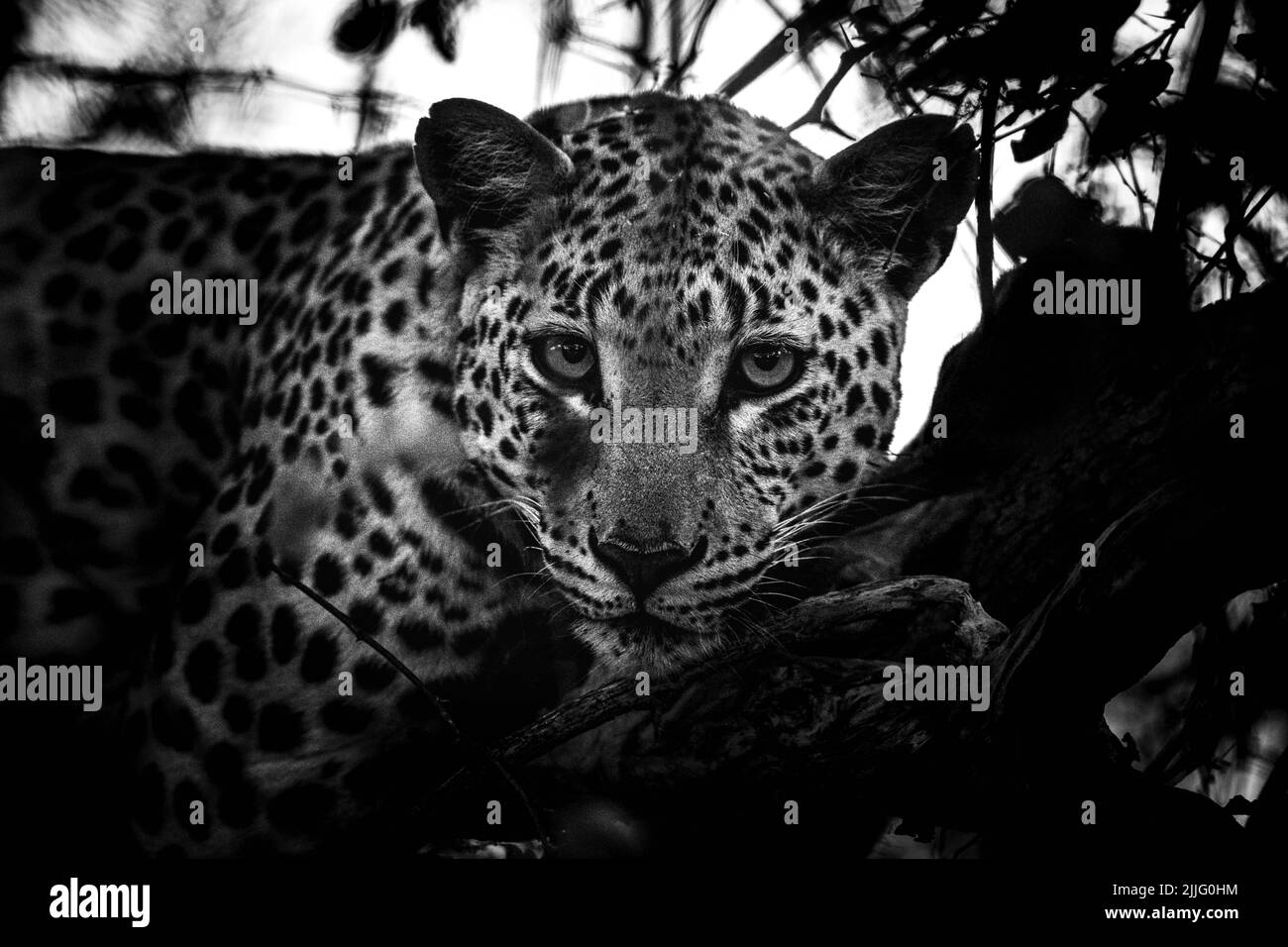 Black leopard animal Black and White Stock Photos & Images - Alamy