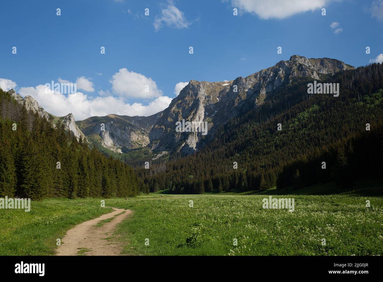 An aerial view of a beautiful forest near the mountains Stock Photo - Alamy