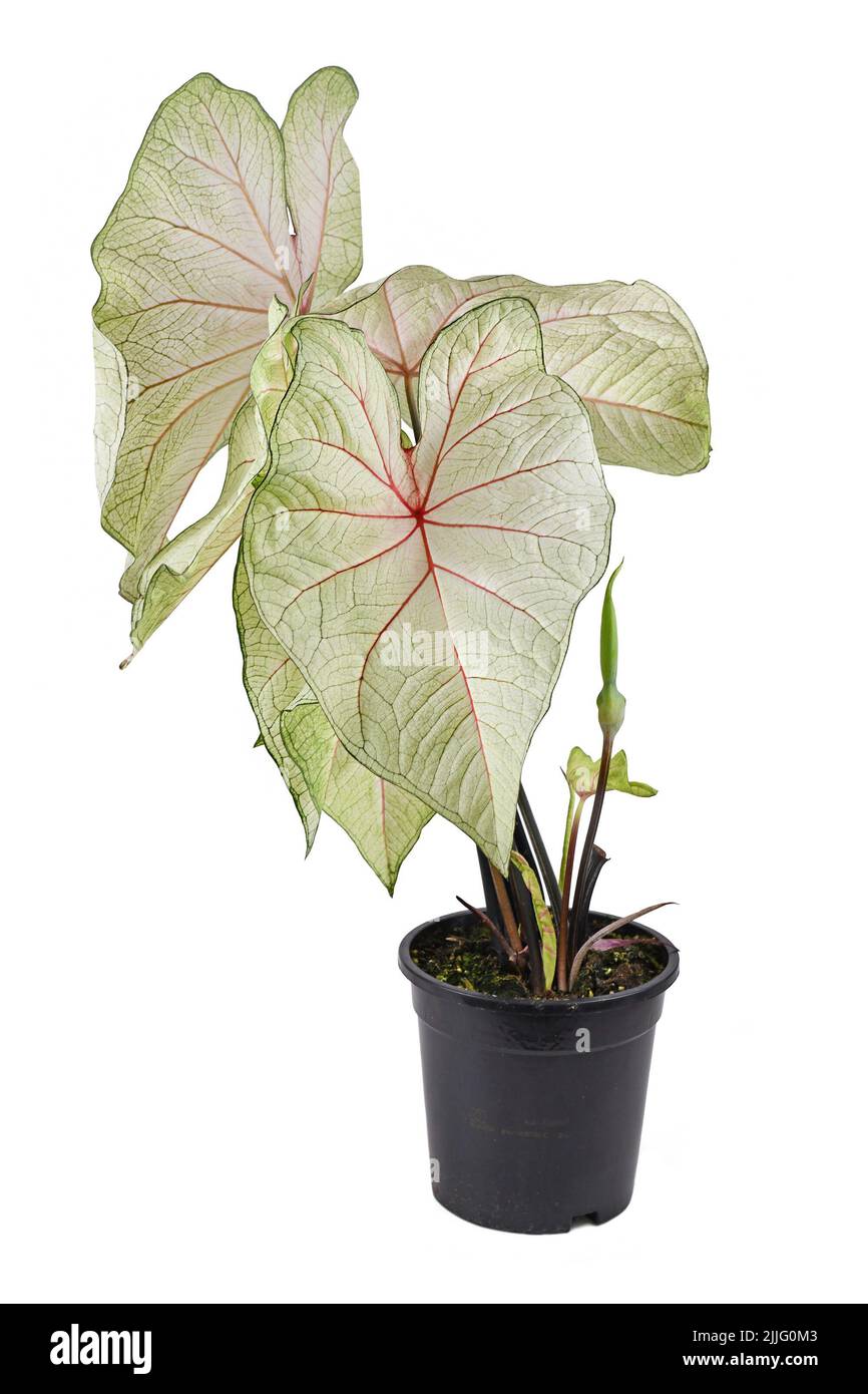 Potted 'Caladium White Queen' houseplant with white leaves and pink veins on white background Stock Photo
