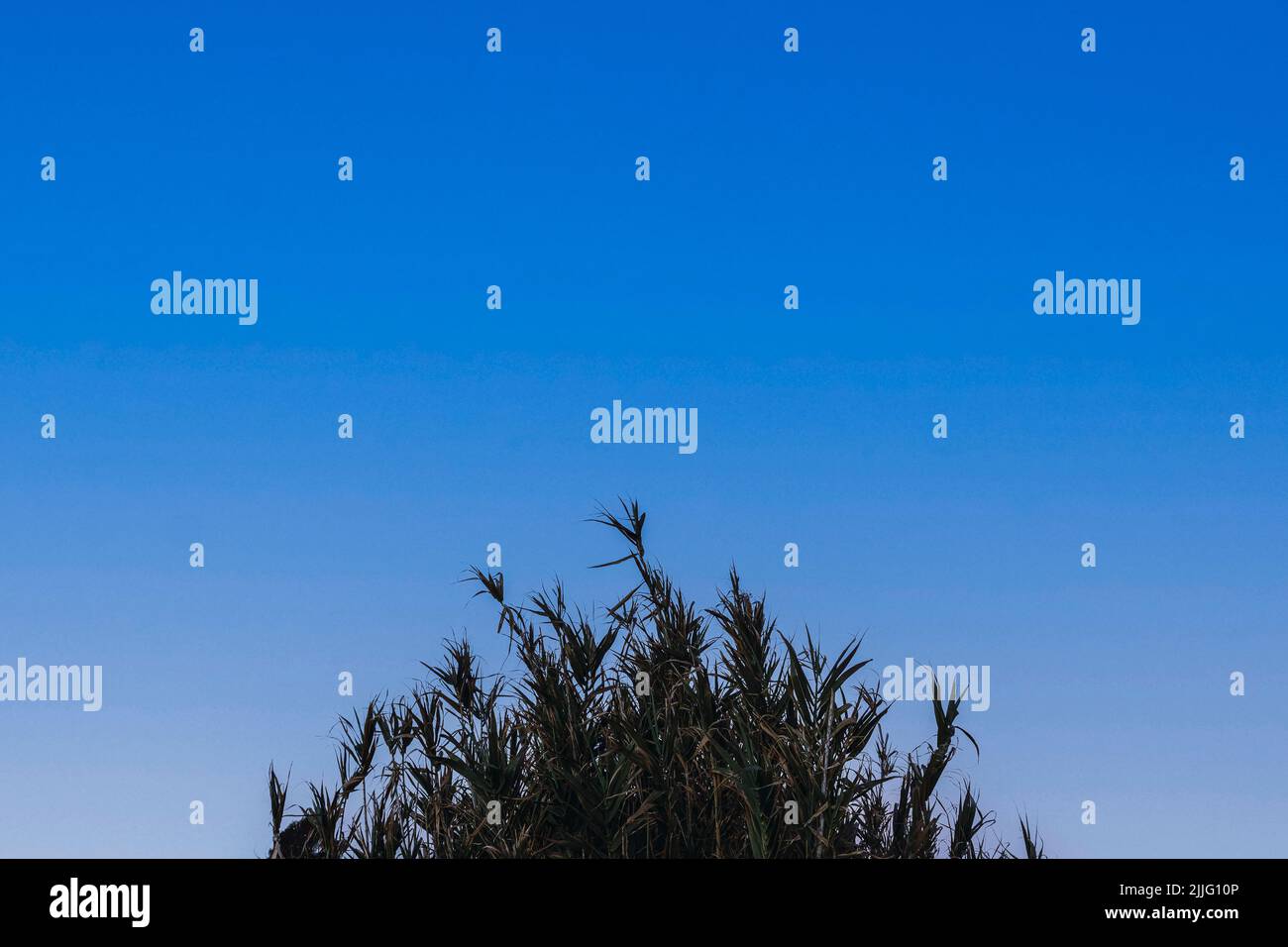 plant with blue sky in the background Stock Photo - Alamy