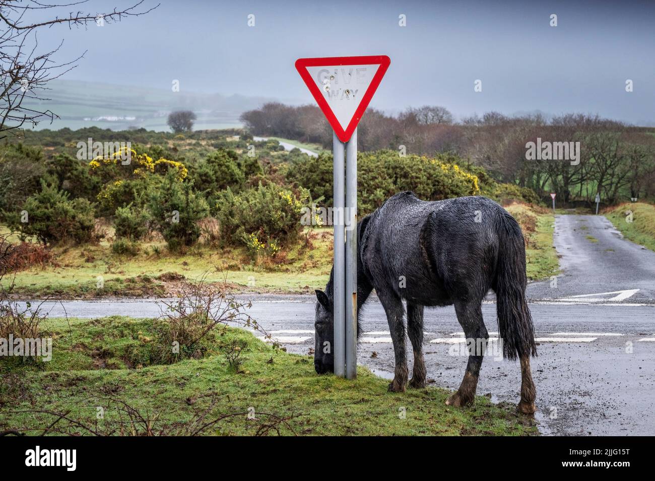 A Bodmin Pony grazing on the side of a road in miserable misty weather on the wild Goonzion Downs on Bodmin Moor in Cornwall Stock Photo