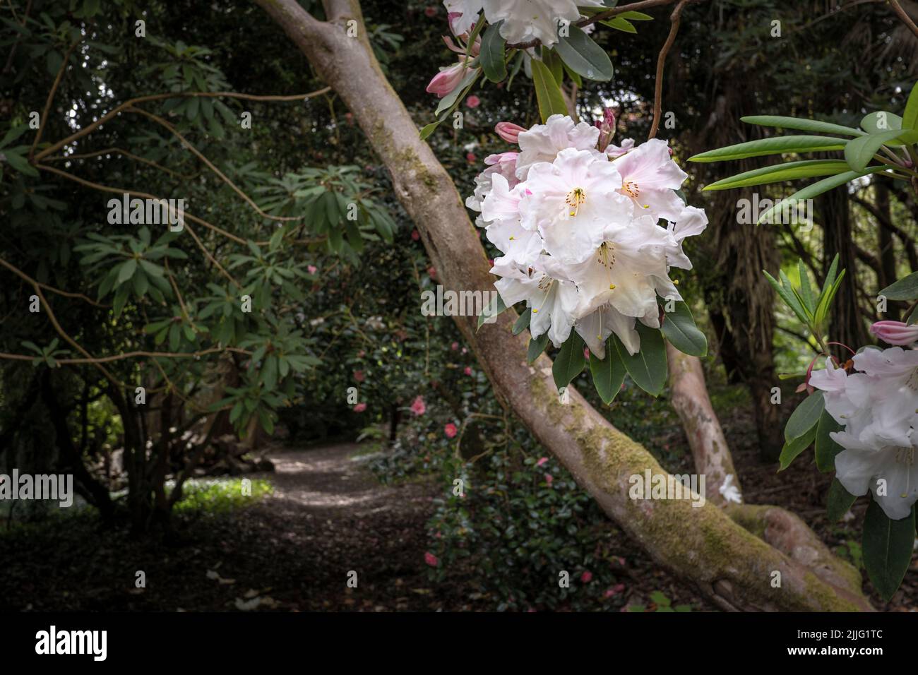 The spectacular flowers of a mature Rhododendron growing in the wild sub-tropical Penjjick Garden in Cornwall.  Penjerrick Garden is recognised as Cor Stock Photo