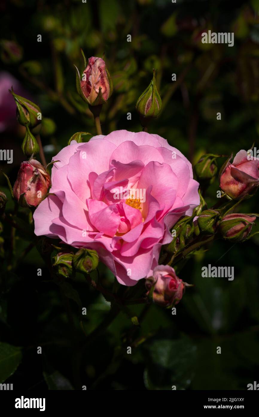 Rose Rosa Happy Retirement. Tantoras. A floribunda bushy rose with clusters of soft pink lightly scented blooms growing in a garden in Newquay in Corn Stock Photo