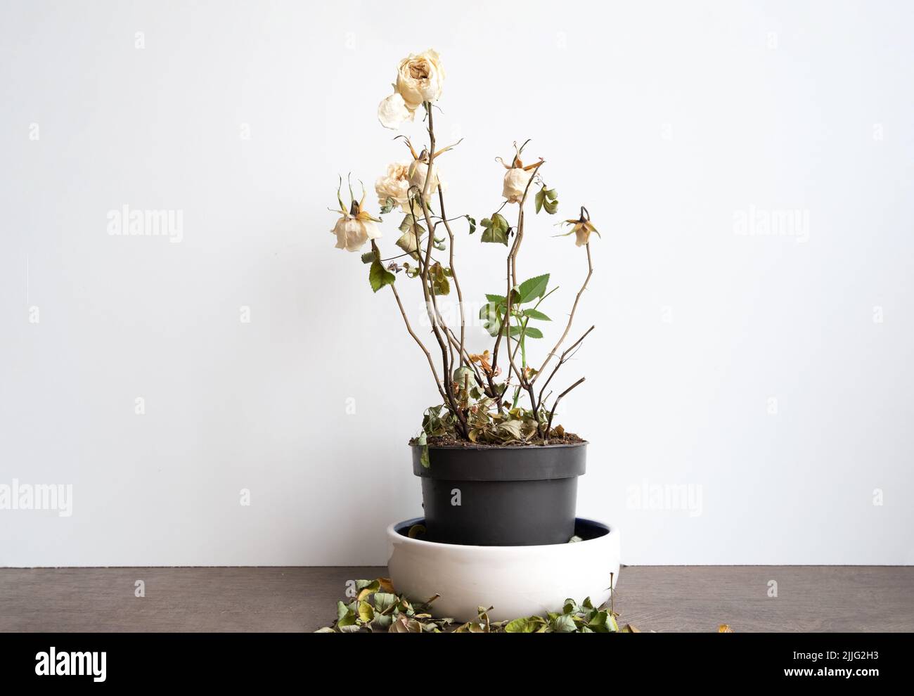 Dry old dead rose flower, decorative withered homeplant in a flower pot