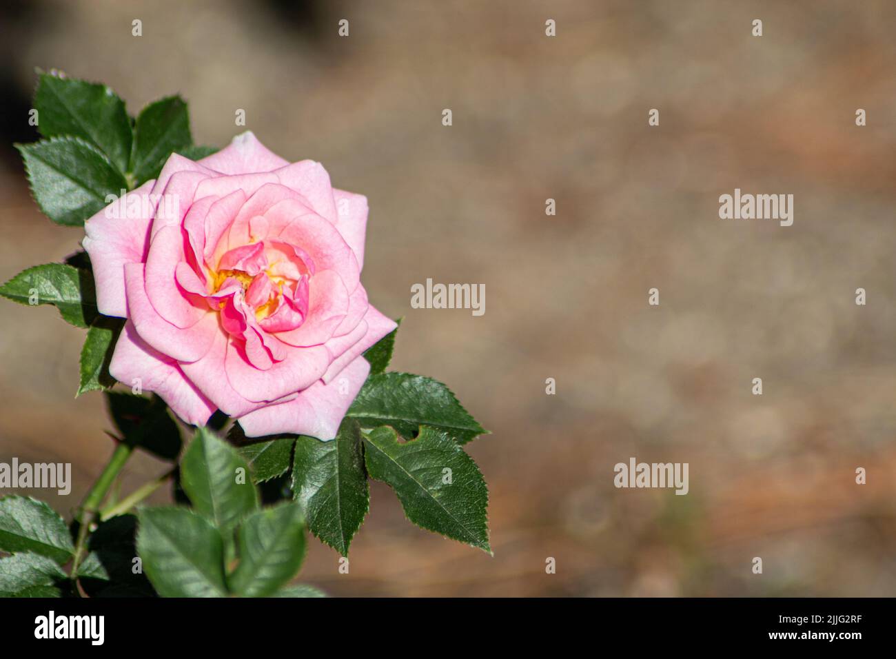 A pink rose flower growing in the garden Stock Photo - Alamy