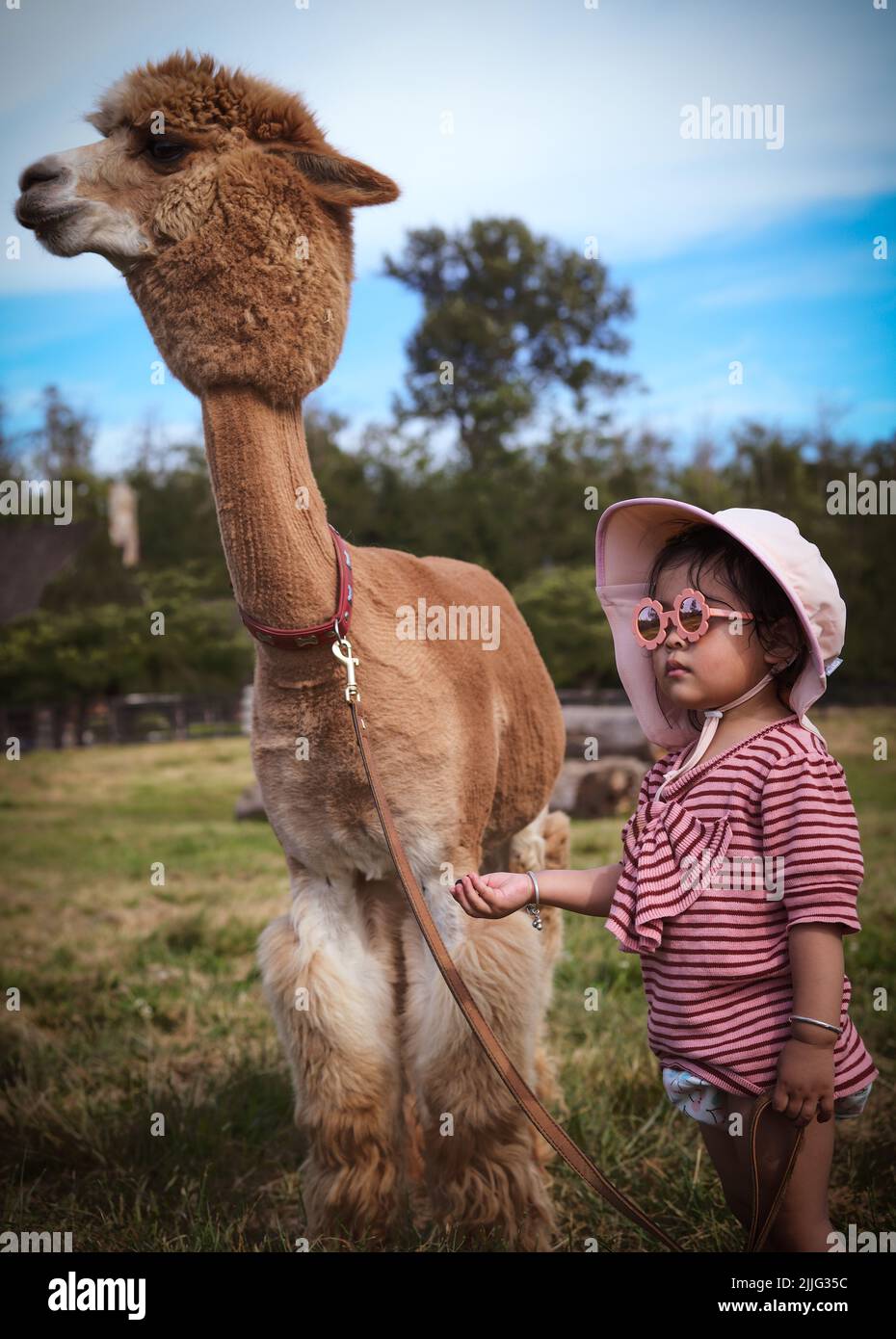 A cute little Asian girl standing next to an alpaca Stock Photo