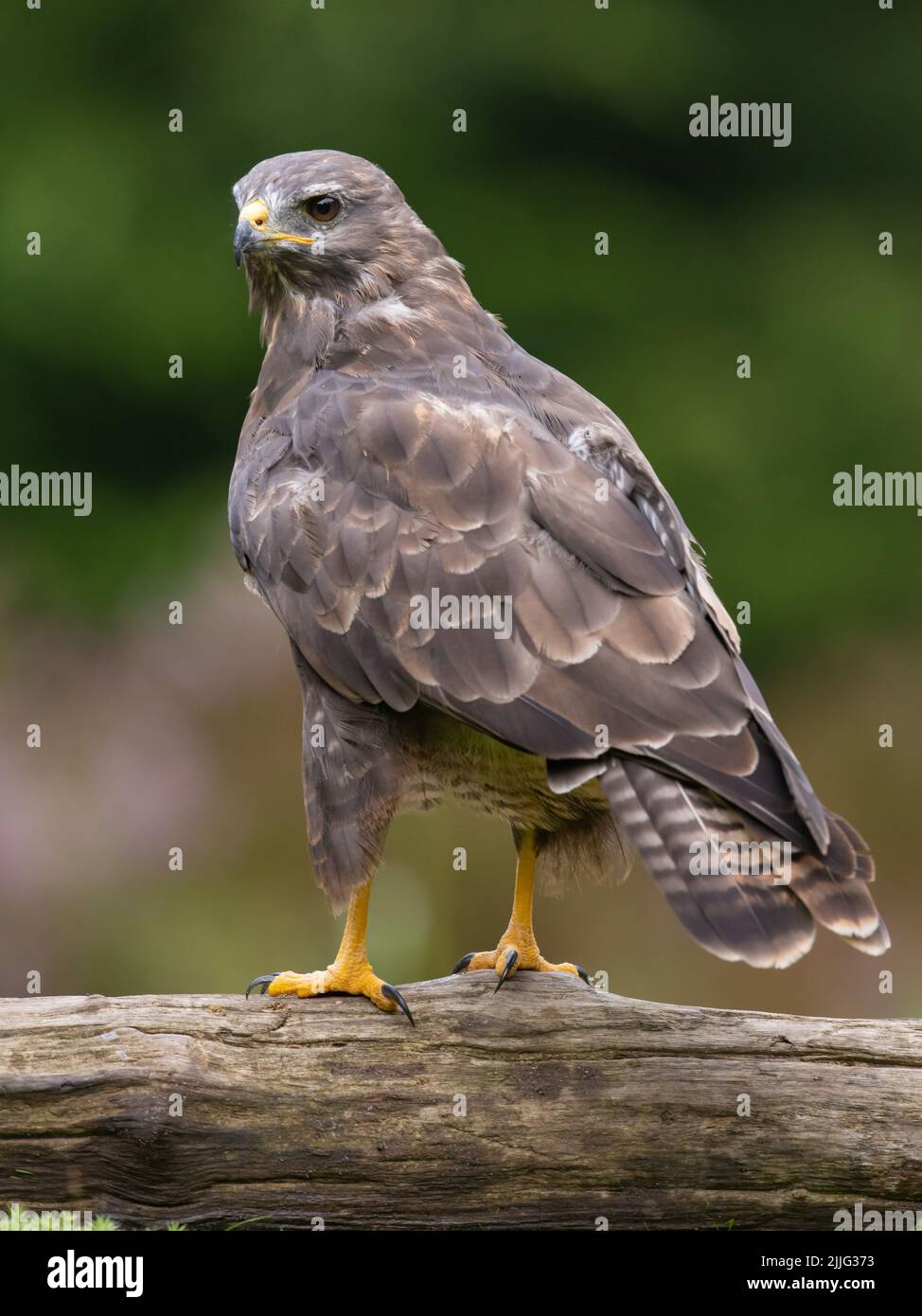 Hawk Action Shot A vertical shot of a hawk perched on a log Stock Photo - Alamy