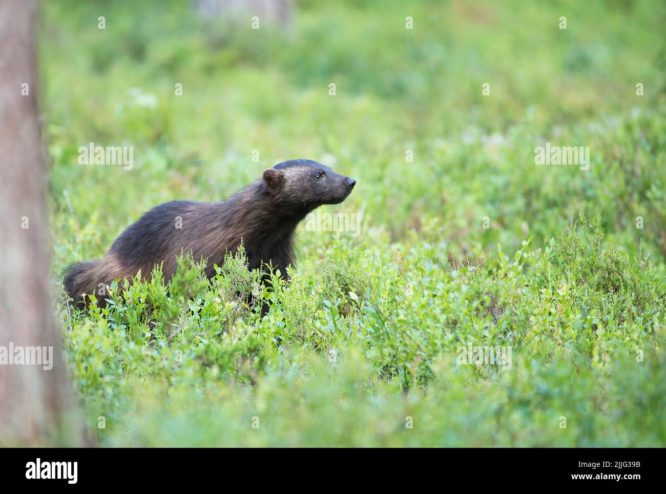 Wolverine (Gulo gulo) moving through taiga forest, Finland Stock Photo