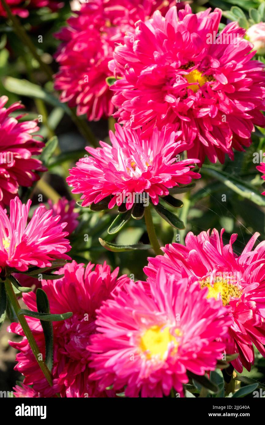 Red, Asters, Blooming, China Aster, Callistephus chinensis, Summer, Flowers, Garden, Chinese Aster Stock Photo