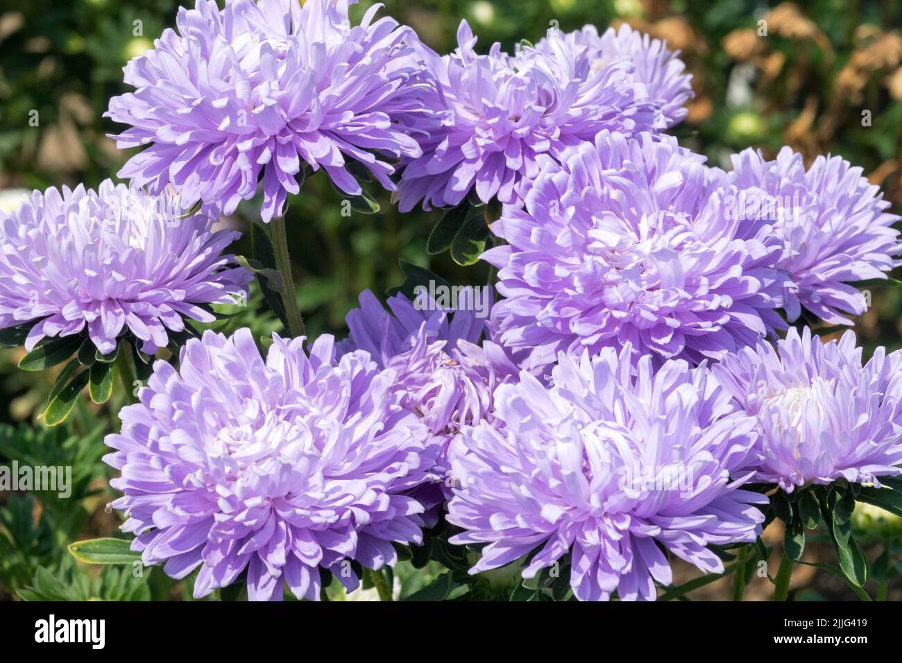 China Aster, Callistephus chinensis, Chinese Aster, Blue, Pompon, Aster Paeony, Aster, Callistephus, Flowers, Flowering Asters Stock Photo