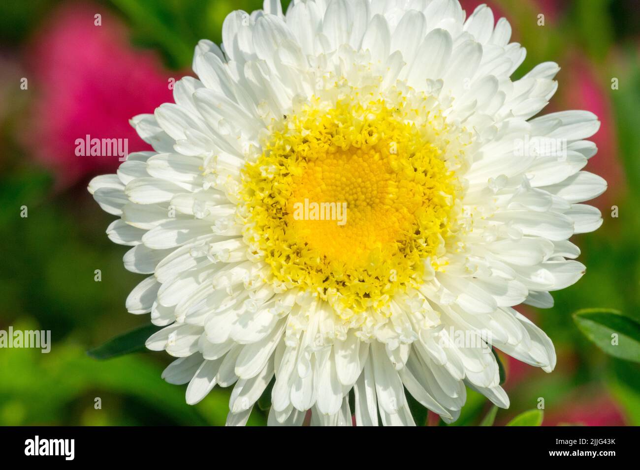 White yellow flower head China Aster, Callistephus chinensis Stock Photo