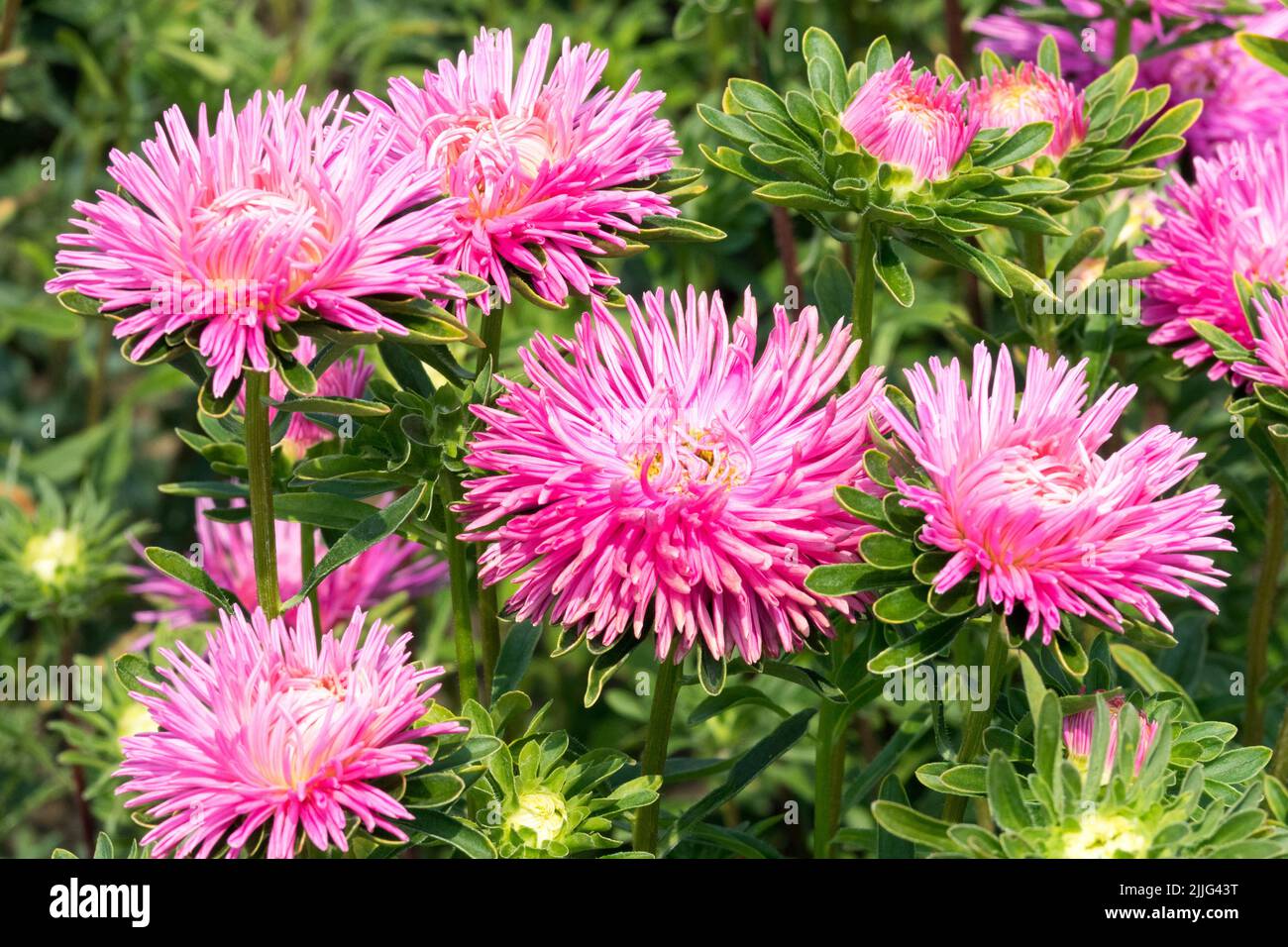Beautiful Pink Asters, Herbaceous, Flowers, Garden, Annuals, Aster, Callistephus chinensis, China Aster Stock Photo