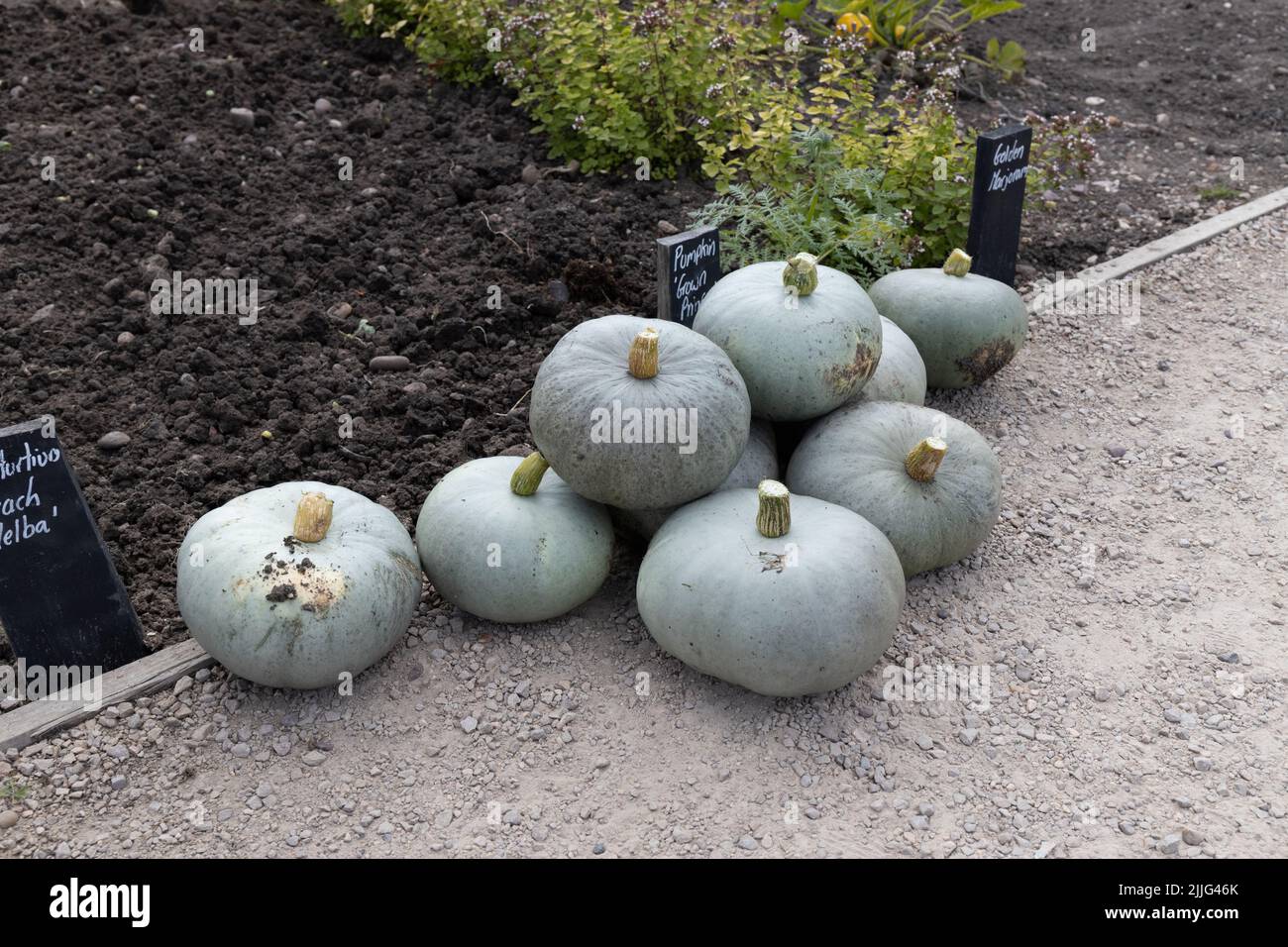 Crown Prince Pumpkin Squash Cucurbita pepo Stock Photo