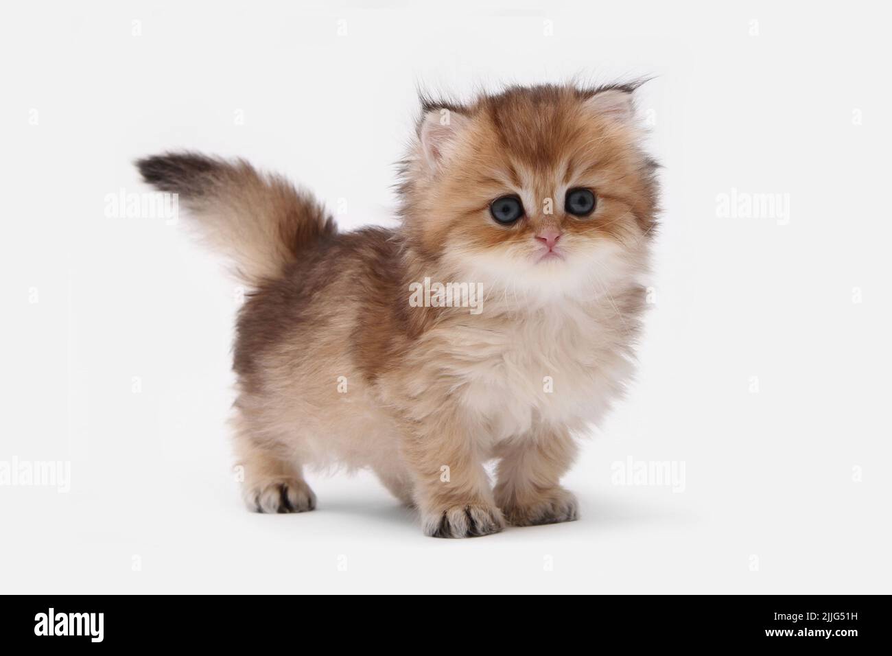 British longhair store chinchilla