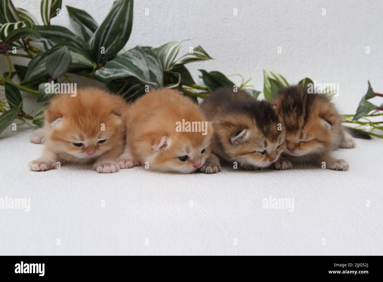 British longhair kittens on white background with green leaves. Golden chinchilla highlander. Cute fluffy kitten . Pets at cozy home. Top view web Stock Photo