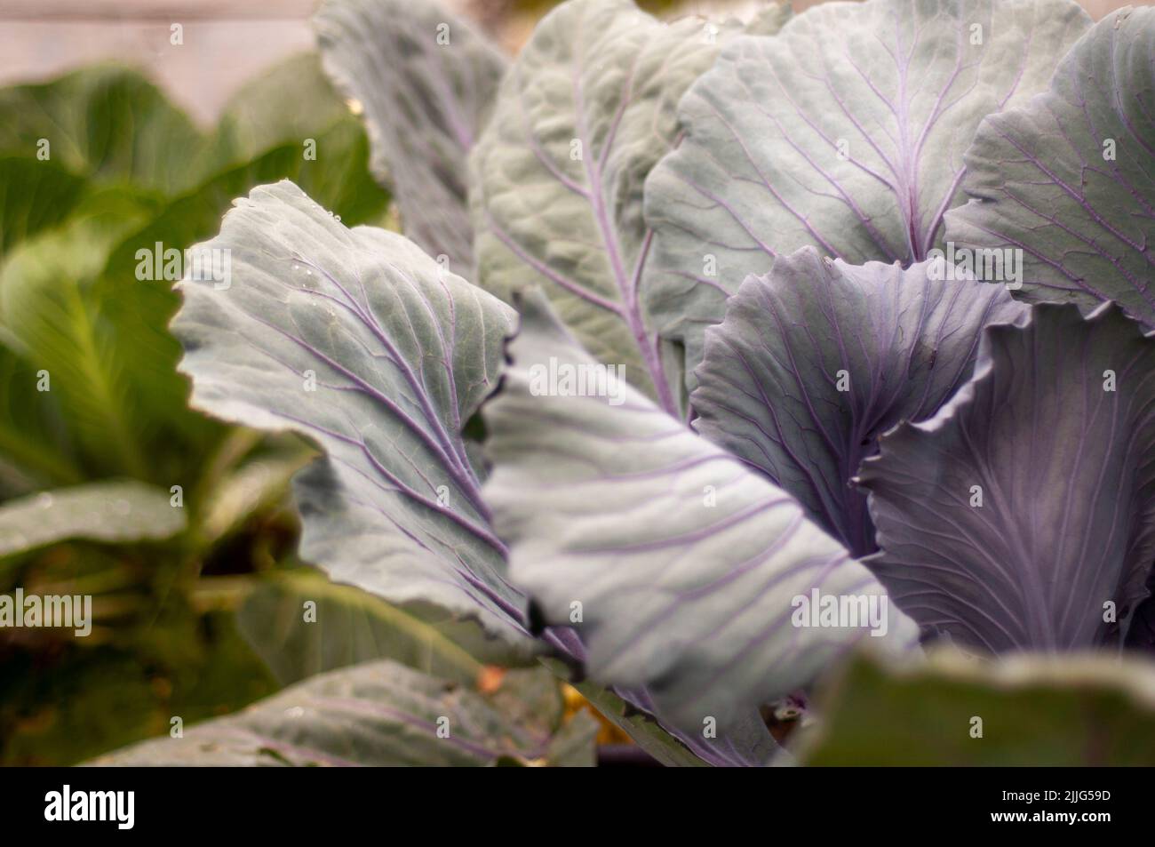 Ecologic cabbage in a garden. Red Cabbage and scallions. Stock Photo