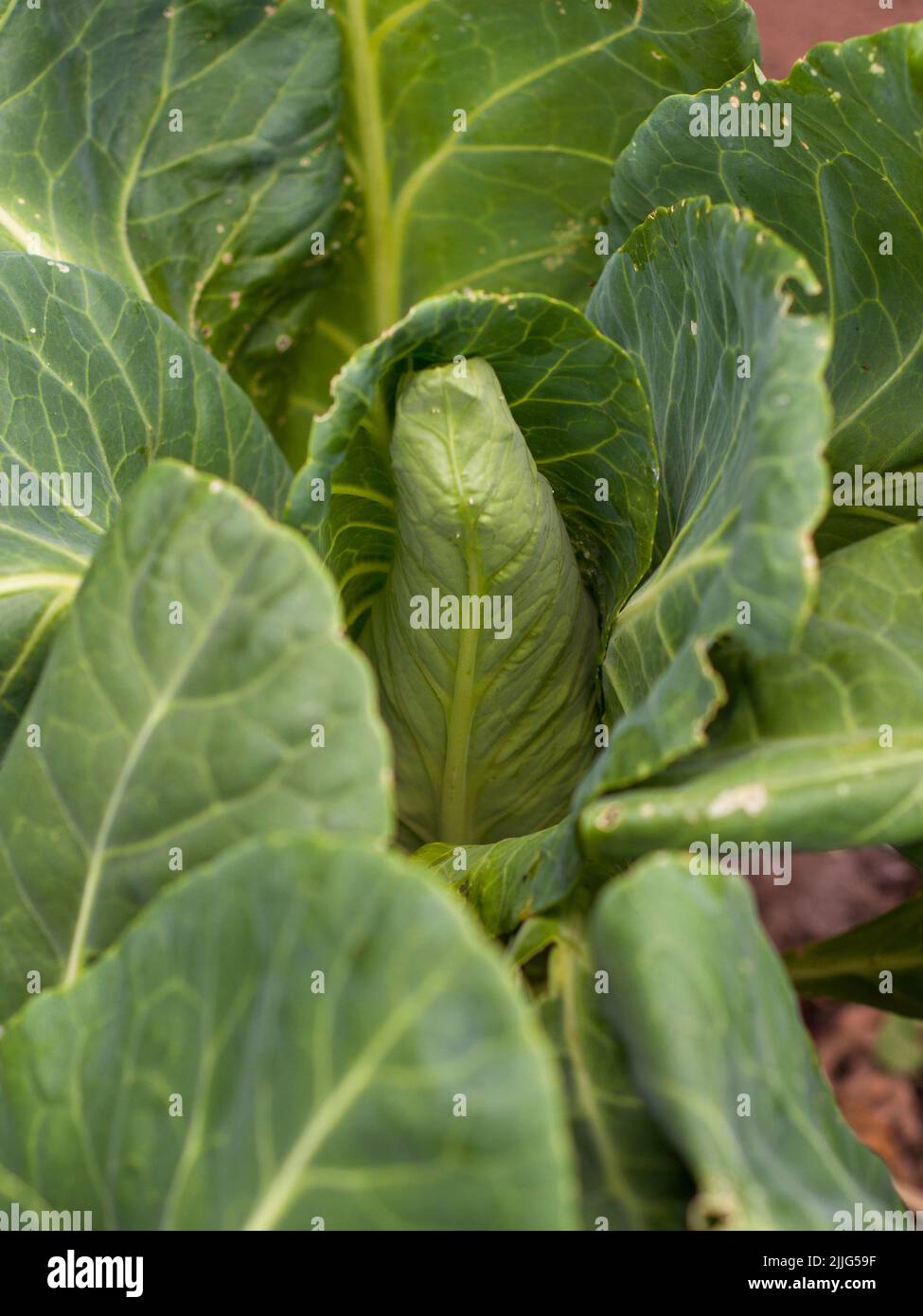 Ecologic cabbage in a garden. Red Cabbage and scallions. Stock Photo