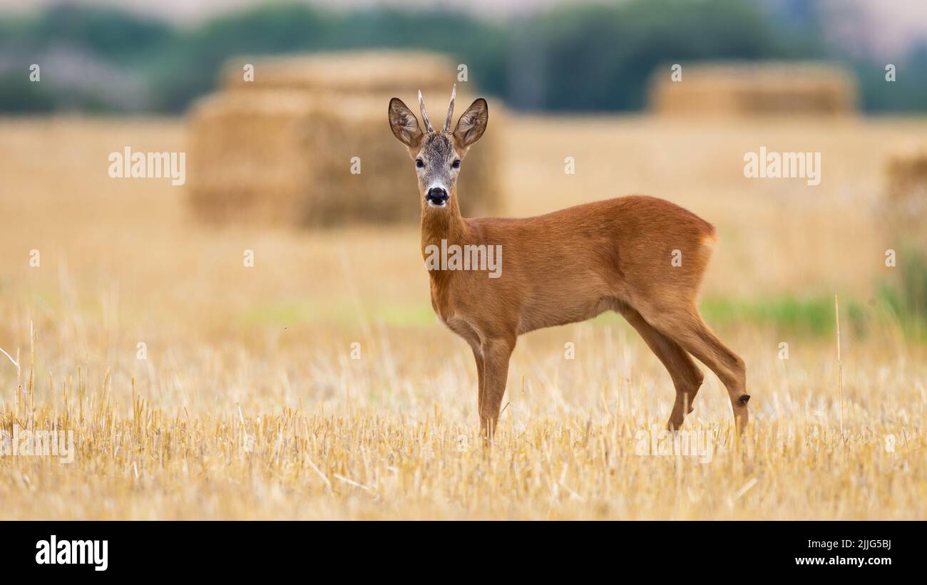 Roe deer standing on field with bales of grain in background Stock Photo
