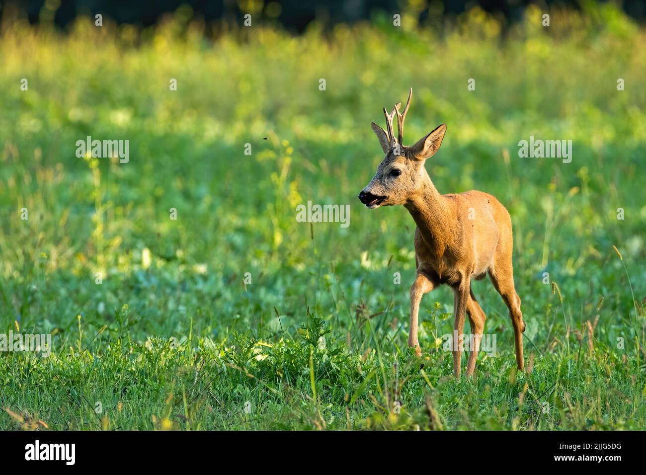 Roe deer walking on meadow in summer with copy space Stock Photo