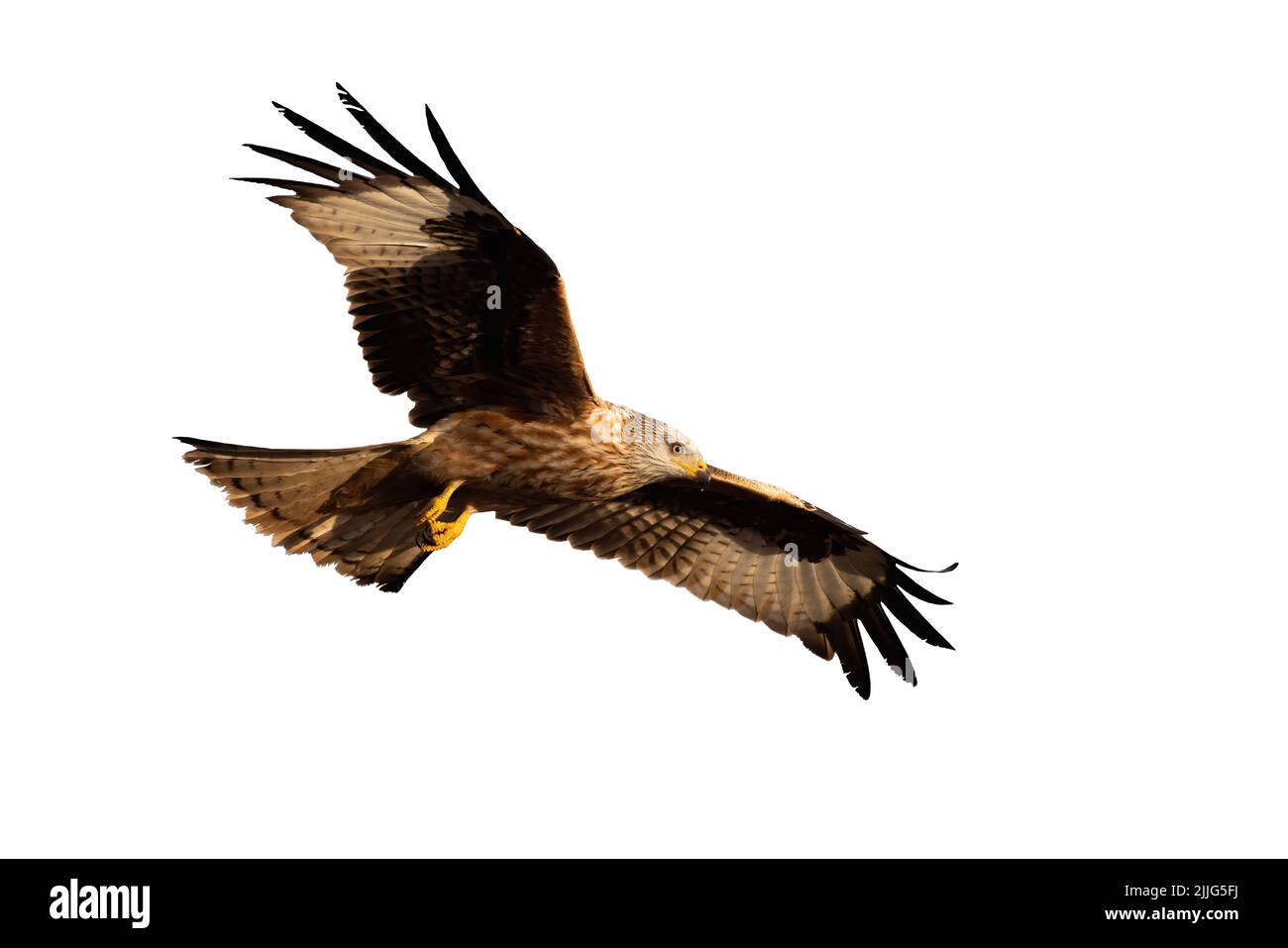 Red kite in flight with open wings with space for text Stock Photo