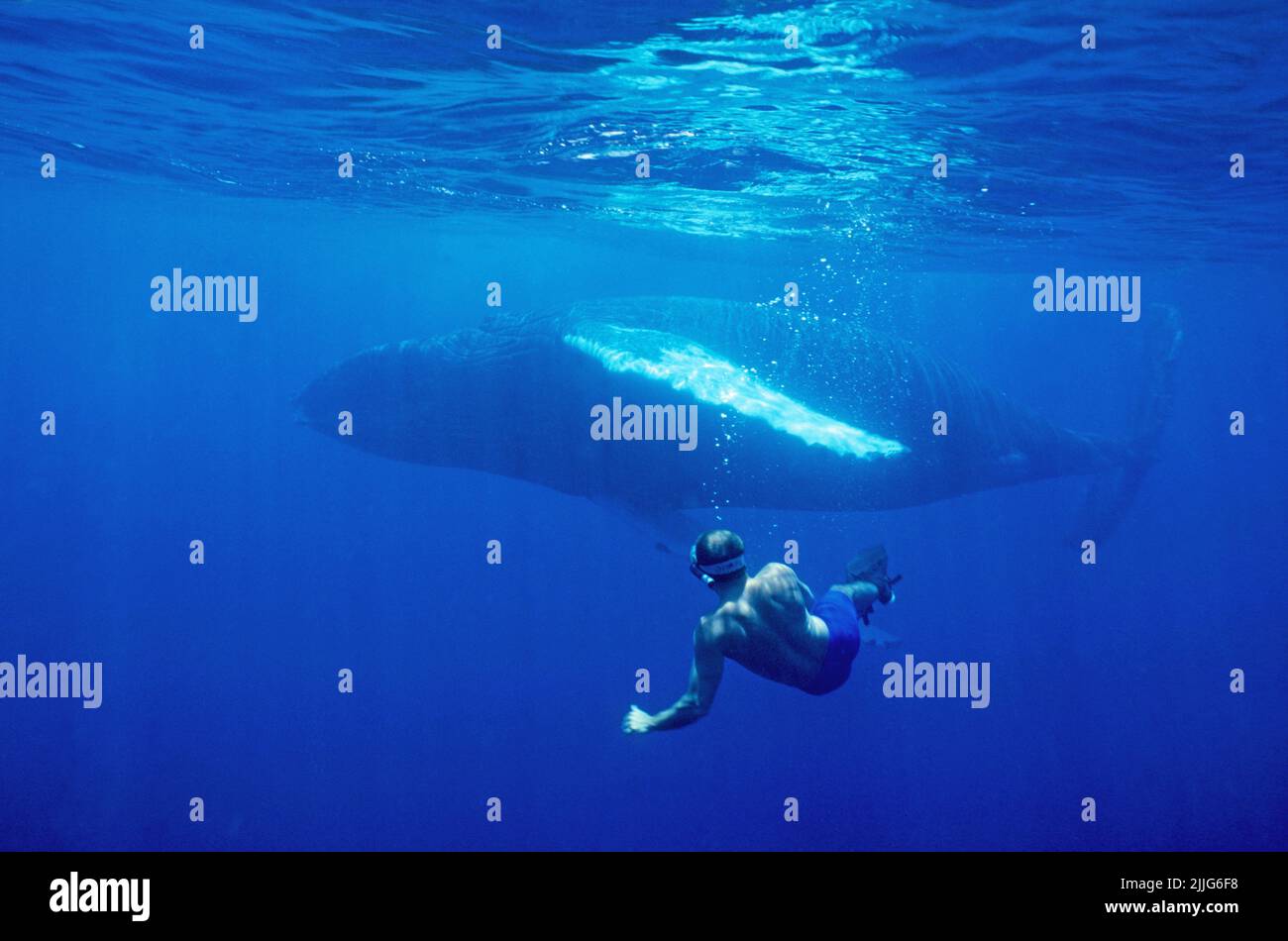 Schnorchler bei einem Buckelwal (Megaptera novaeangliae), im blauen Wasser, Silverbanks, Dominikanische Republik, Karibik | Snorkeler watches a Humpba Stock Photo