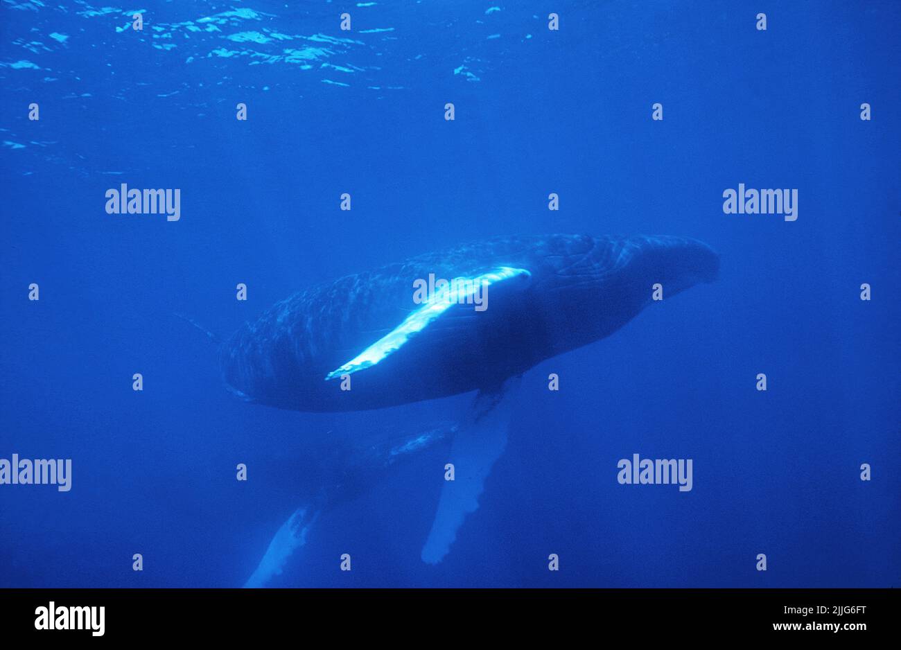 Buckelwal (Megaptera novaeangliae), im blauen Wasser, Silverbanks, Dominikanische Republik, Karibik | Humpback Whale (Megaptera novaeangliae), in blue Stock Photo