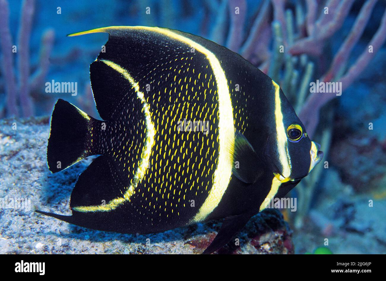 French Angelfish (Pomacanthus paru), juvenile, transitional form, Roatan, Bay Islands, Caribbean Stock Photo