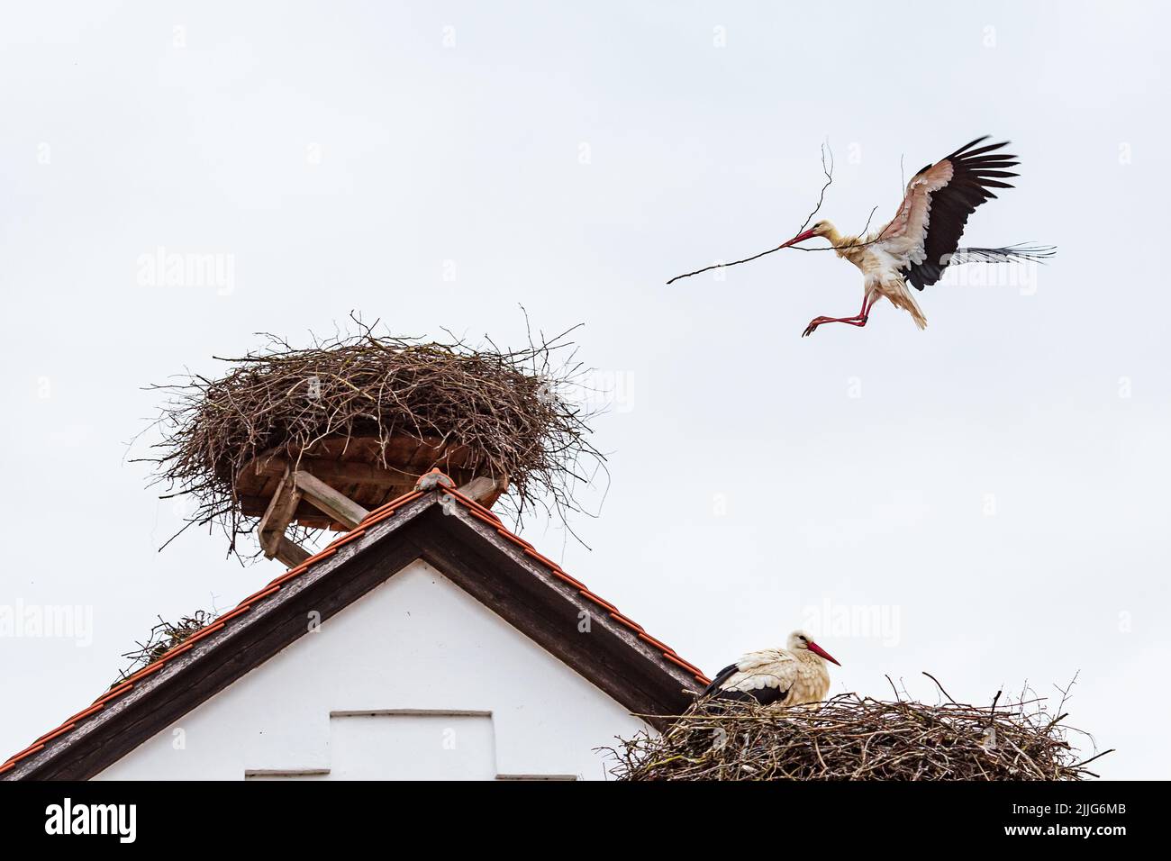 White stork Ciconia ciconia in the landing approach to the nest with building material, Salem, Germany Stock Photo