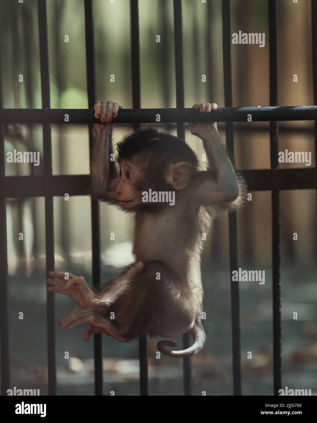 A gray baby monkey hanging in his cage in the zoo Stock Photo