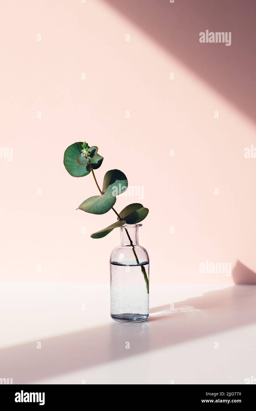 One small sprig of eucalyptus in vase of water in sunlight. Vertical photo. Stock Photo