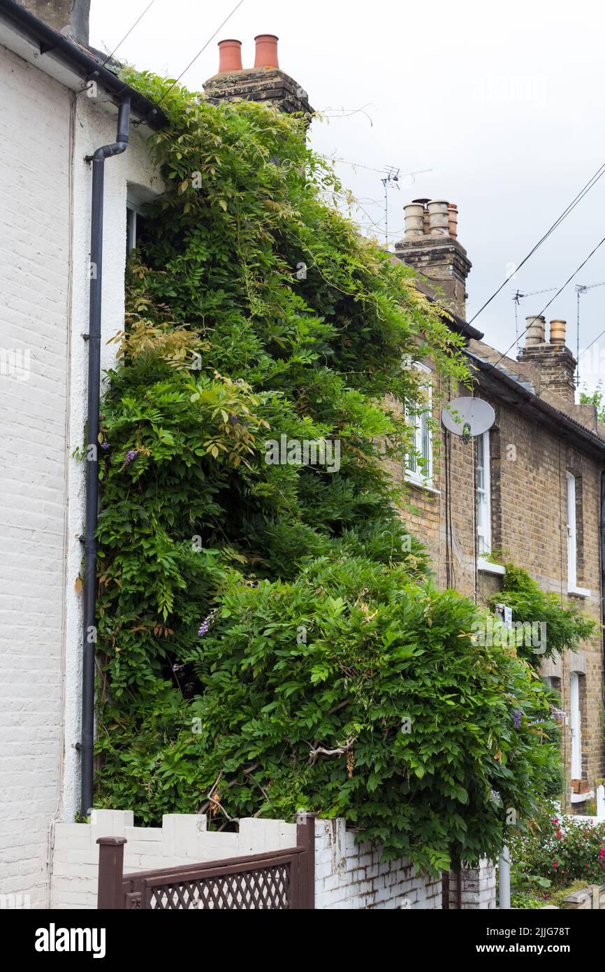 A much loved wisteria plant grows / growing / climber / climbing over the entire front facade of a terraced house in Twickenham, London. UK (131) Stock Photo