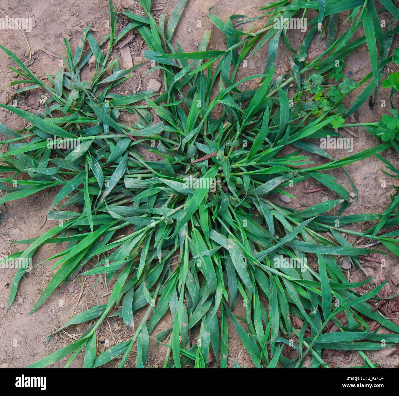 A Common Crabgrass Plant Growing in a Patch of Dirt Stock Photo