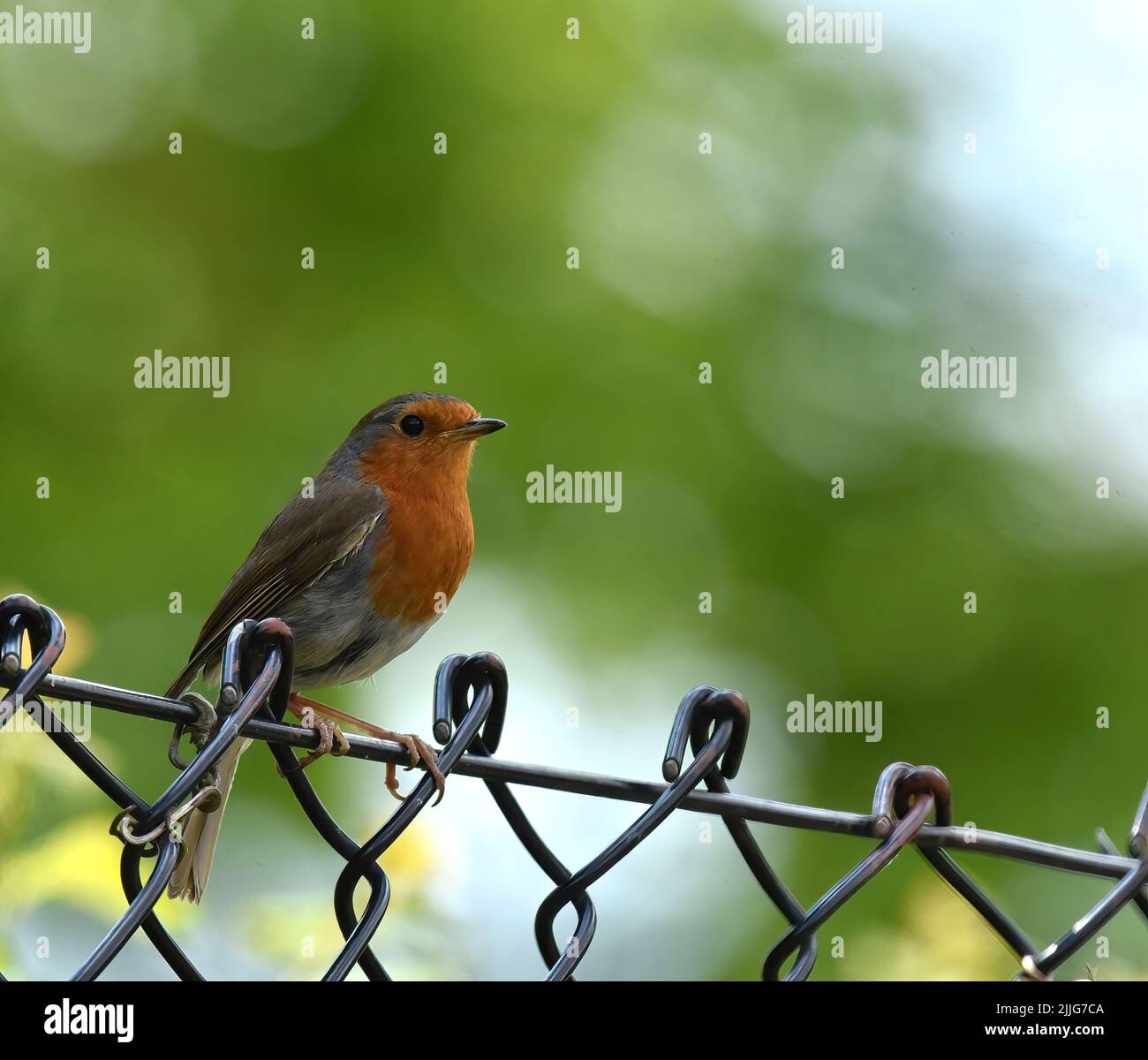 robin sitting on a fence Stock Photo