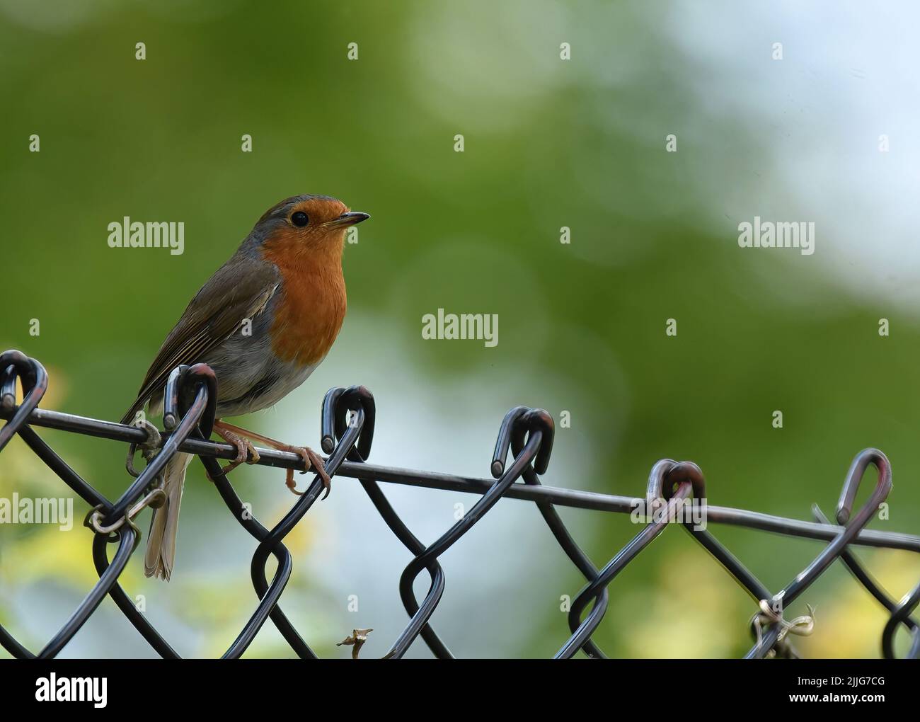 robin sitting on a fence Stock Photo