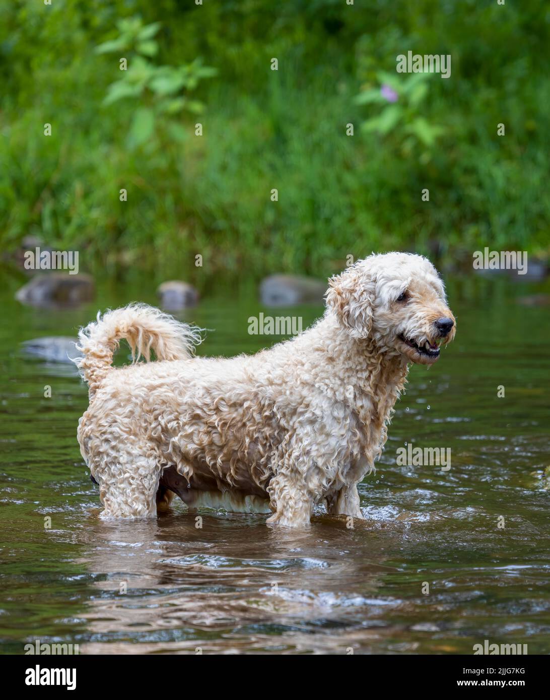 A apricot coloured Labradoodle dog, happily playing in a