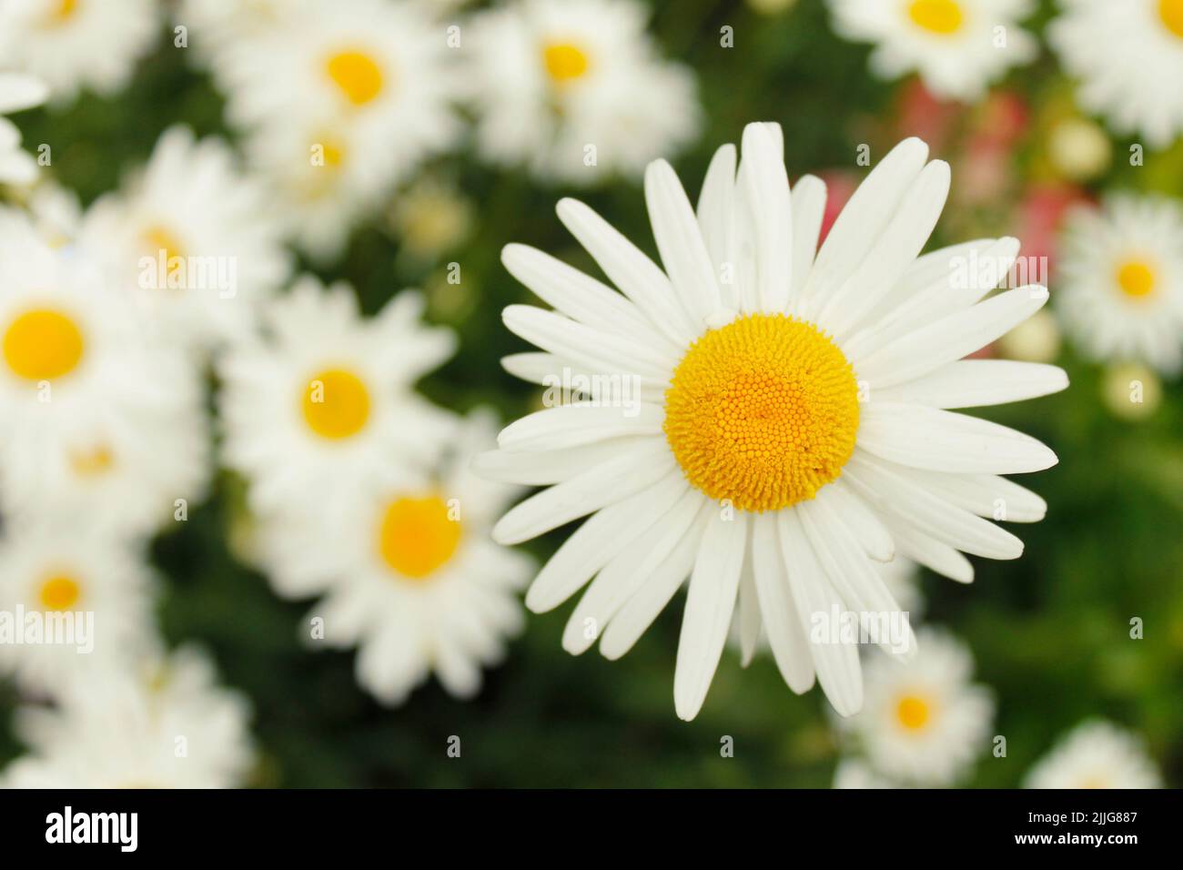 A bunch of daisies in bloom Stock Photo Alamy