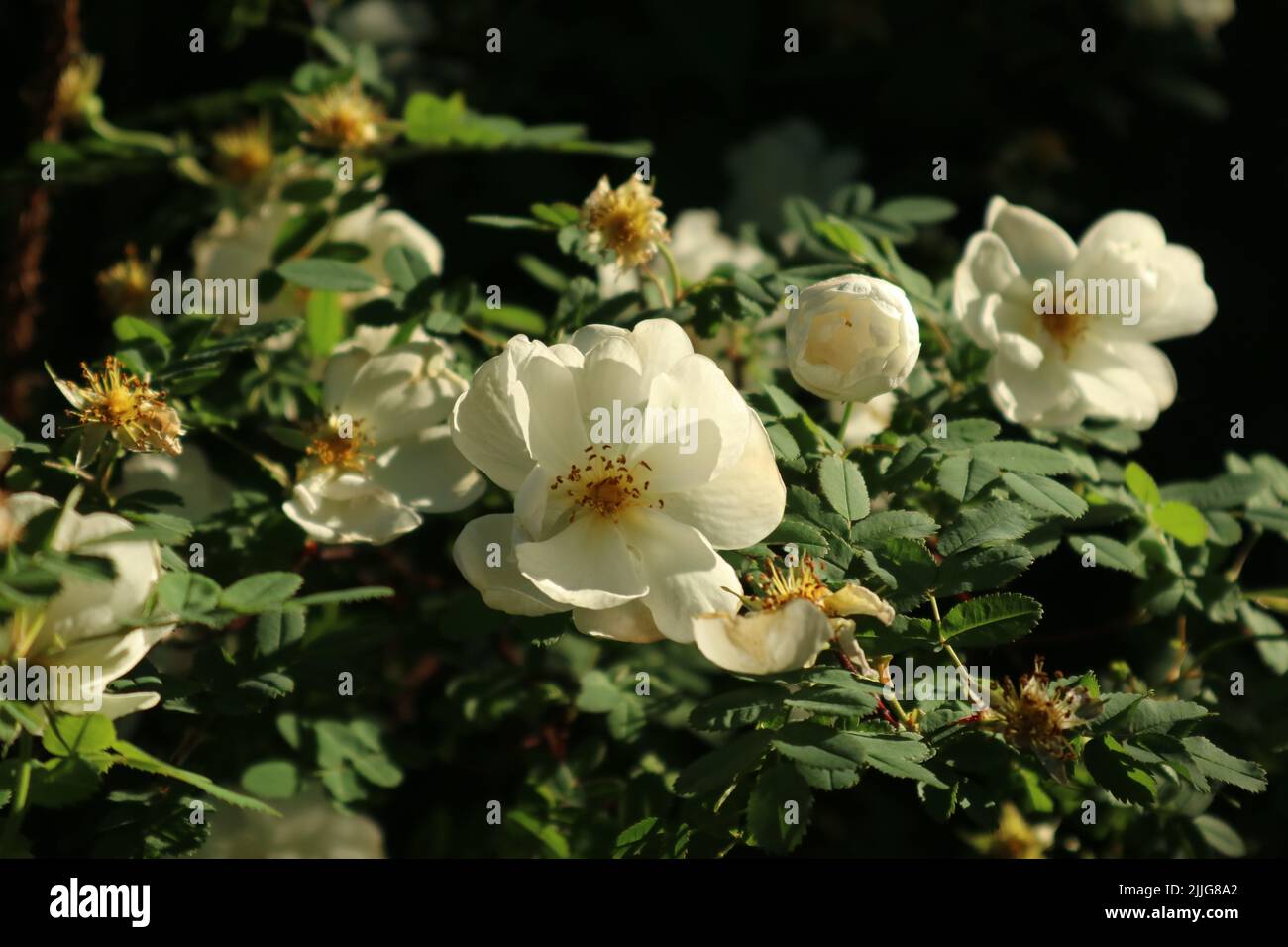 A bush of white roses Stock Photo