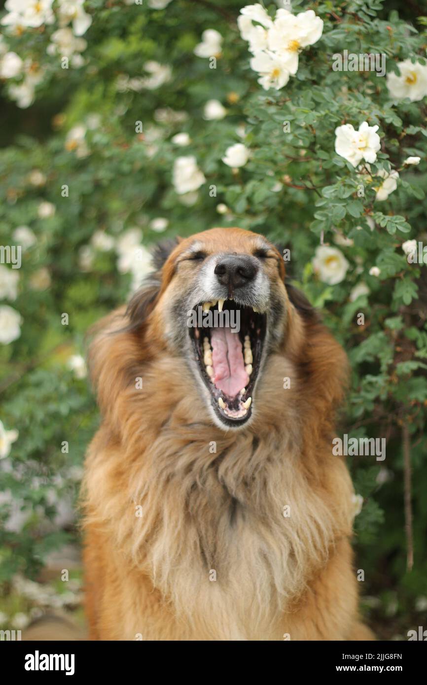 Senior mixed breed dog (Belgian shepherd tervueren mix) yawning in front a of a beautiful bush of white roses. Stock Photo