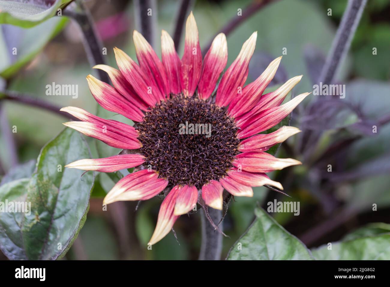 Helianthus annuus, Common sunflower closeup, UK Stock Photo - Alamy