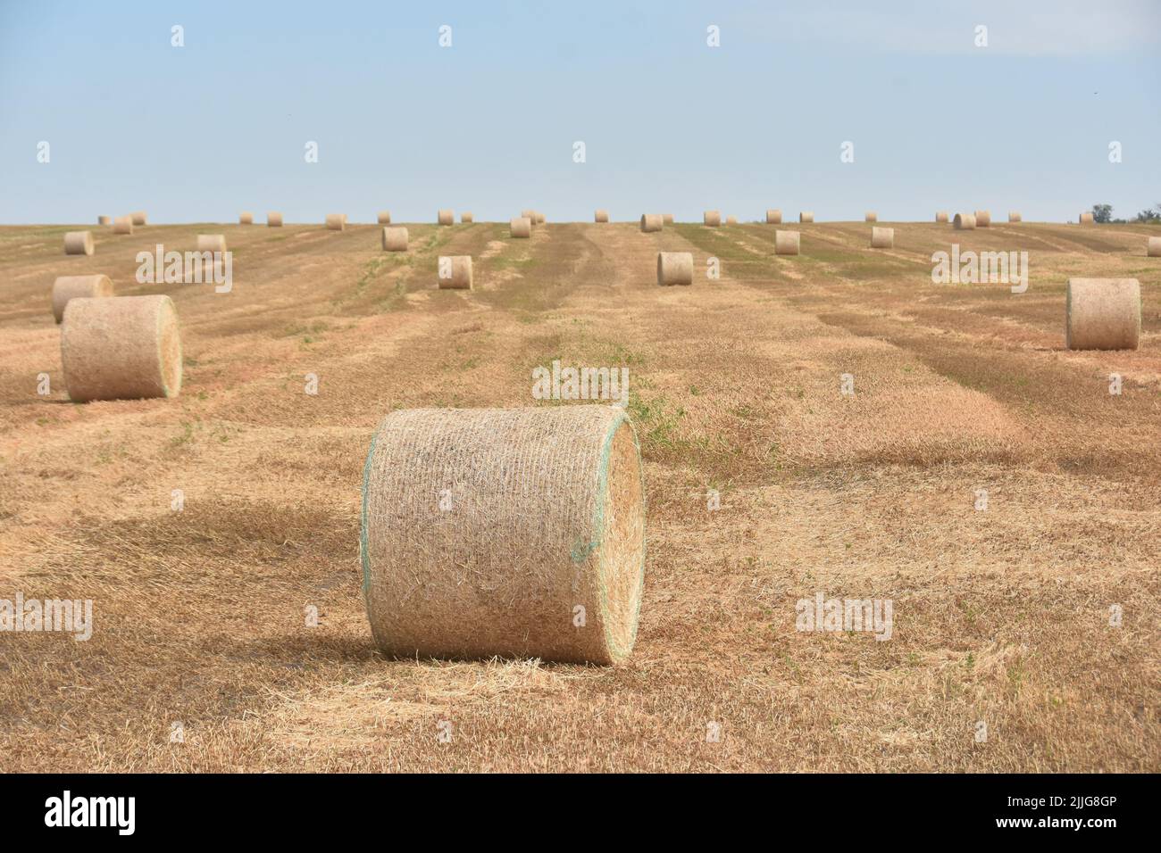A field with hay rolls with a clear sky background Stock Photo - Alamy