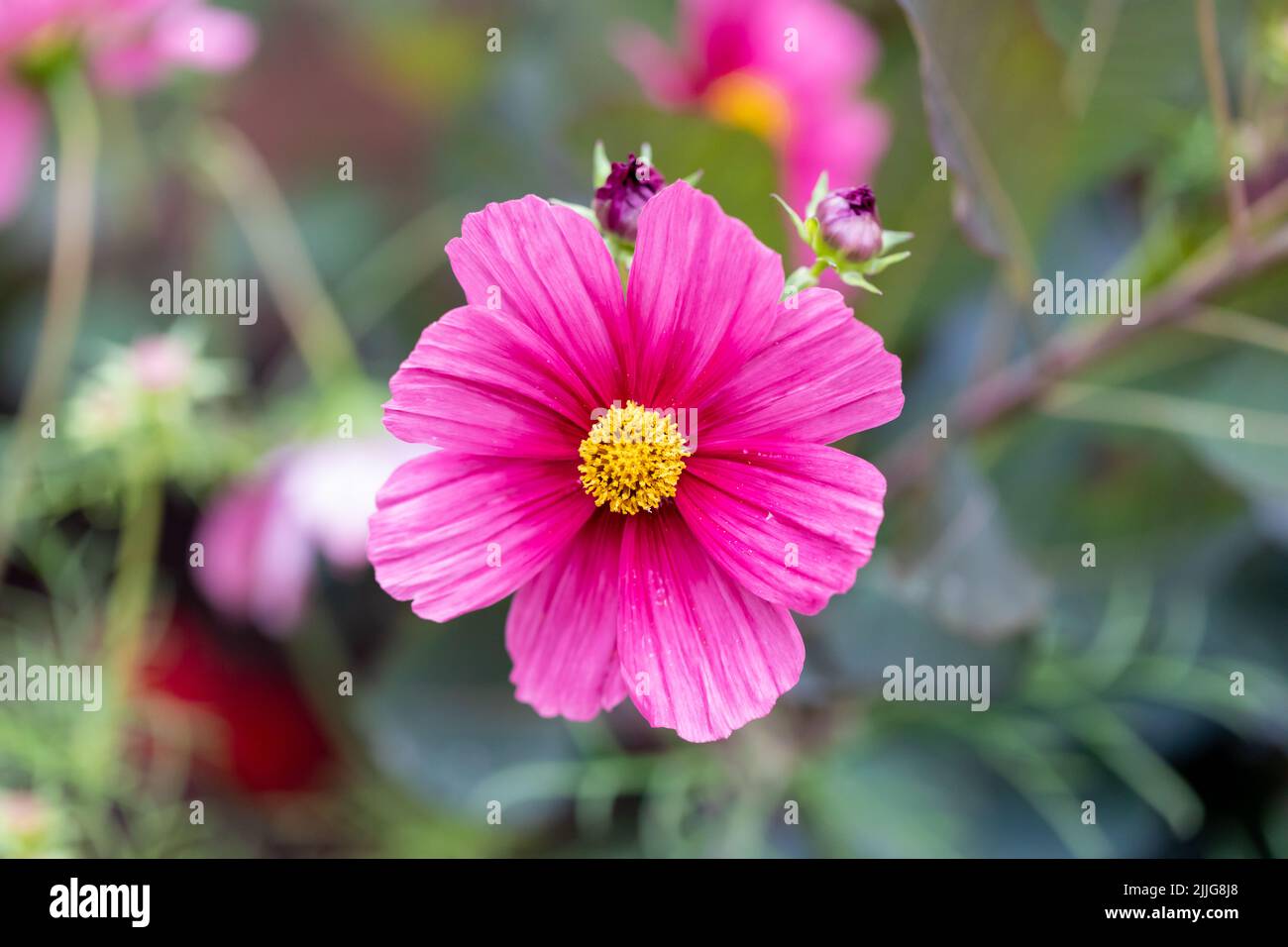 Cosmos bipinnatus (garden cosmos) pink flower in an English garden closeup Stock Photo