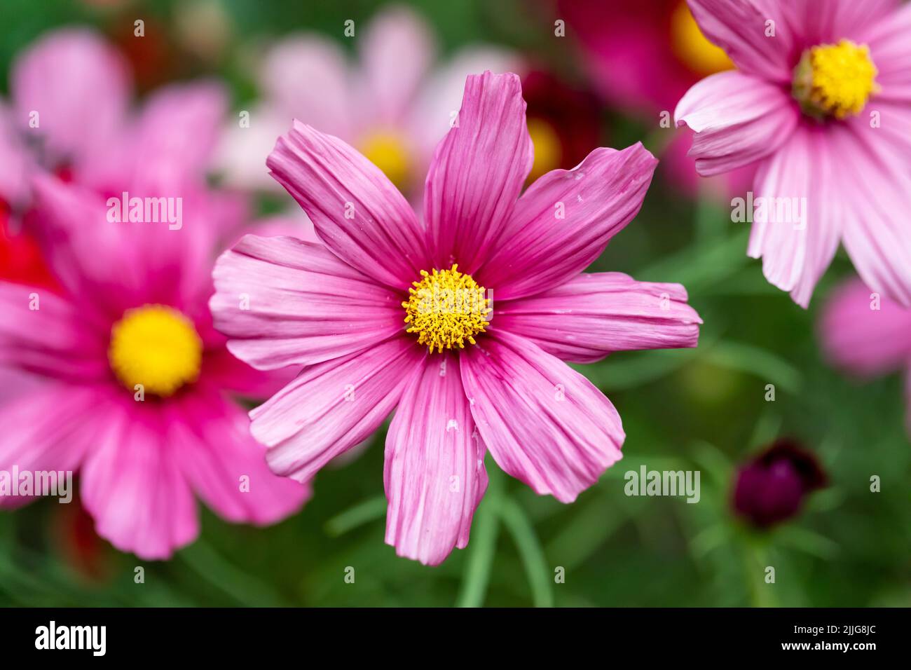 Cosmos bipinnatus (garden cosmos) pink flowers in an English garden closeup Stock Photo