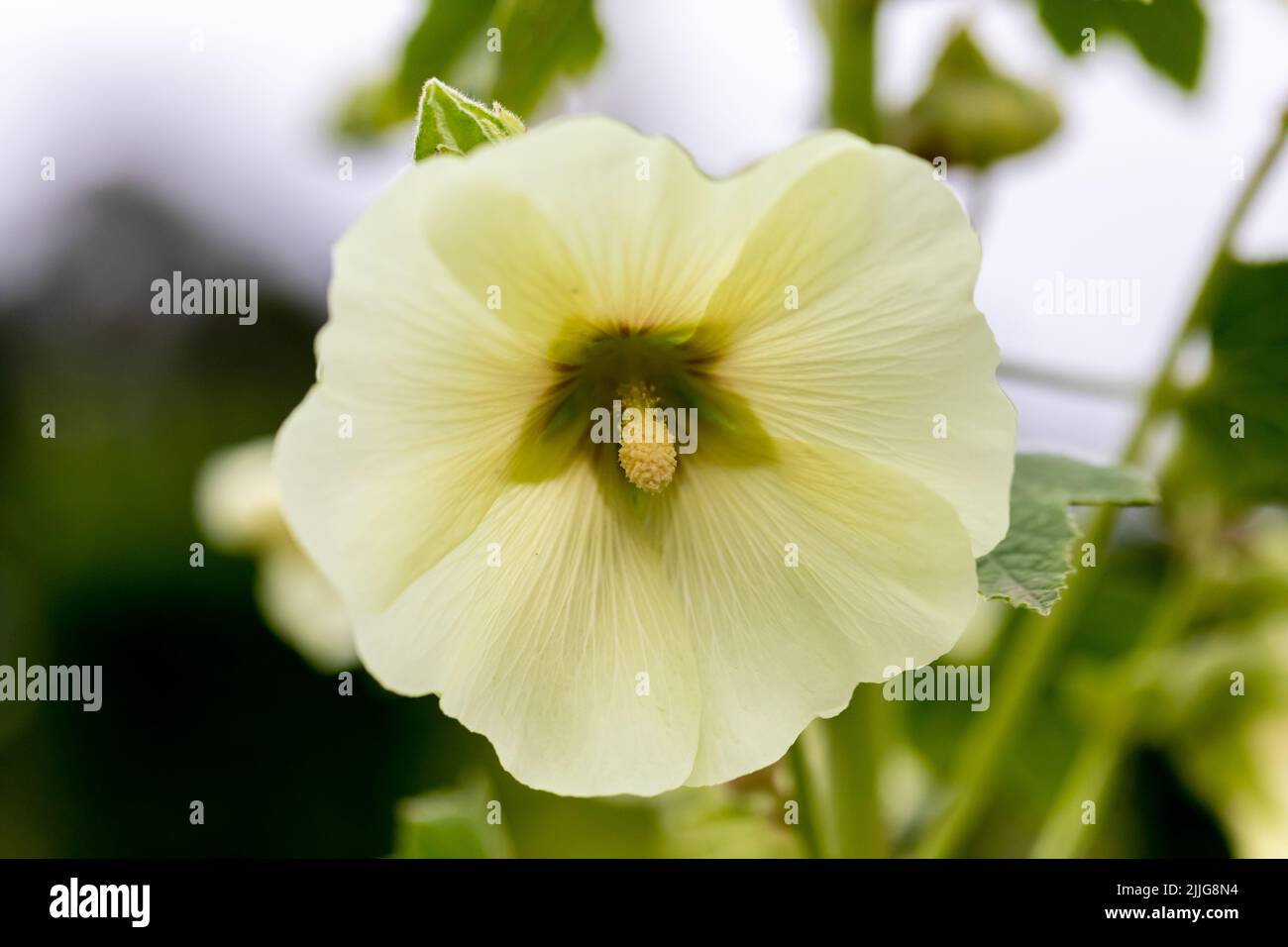 Alcea rosea, Hollyhock flower closeup UK Stock Photo
